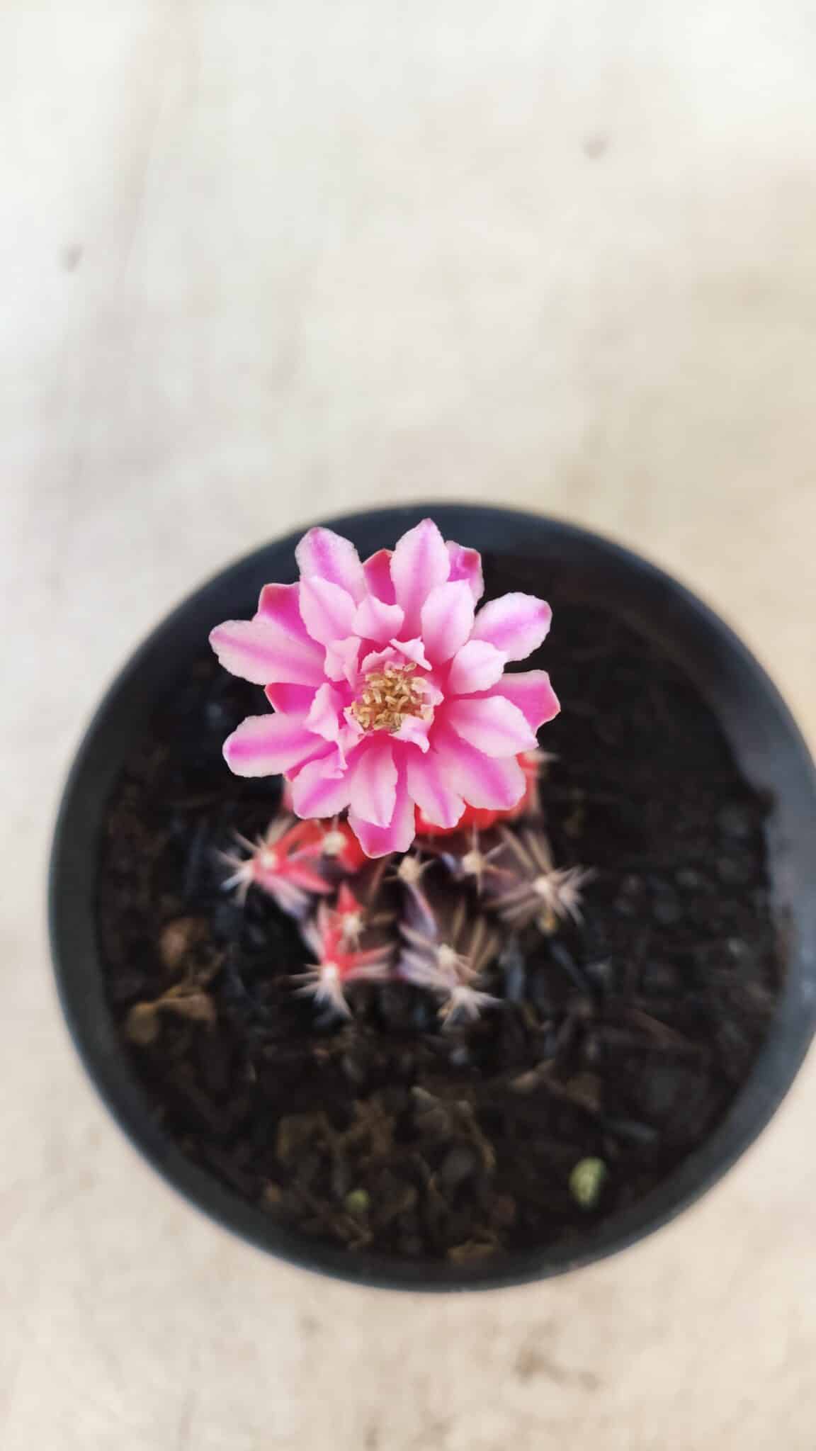 GYMNOCALYCIUM Mihanovichii Variegata Nº 70 – vaso 09