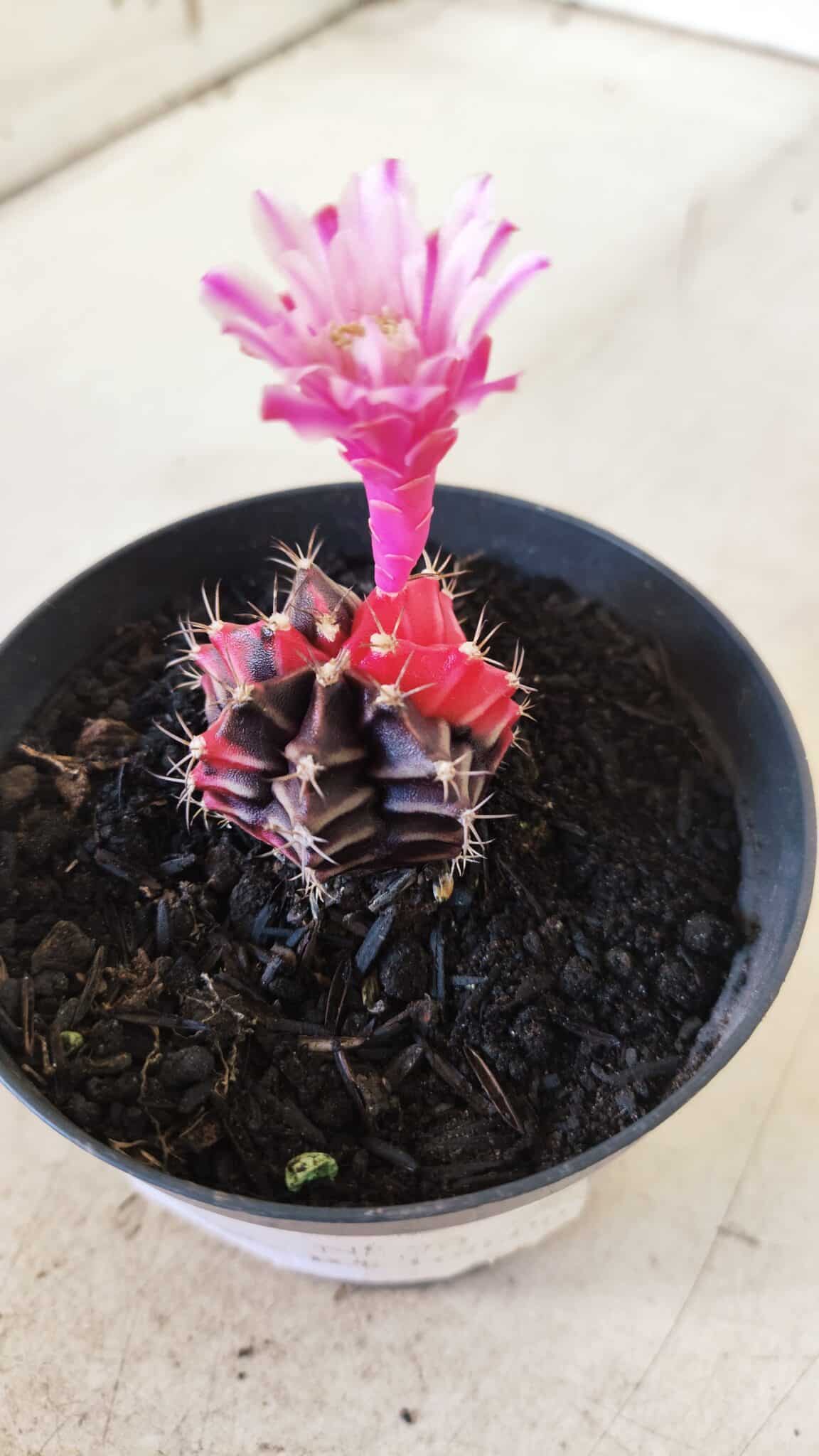 GYMNOCALYCIUM Mihanovichii Variegata Nº 70 – vaso 09