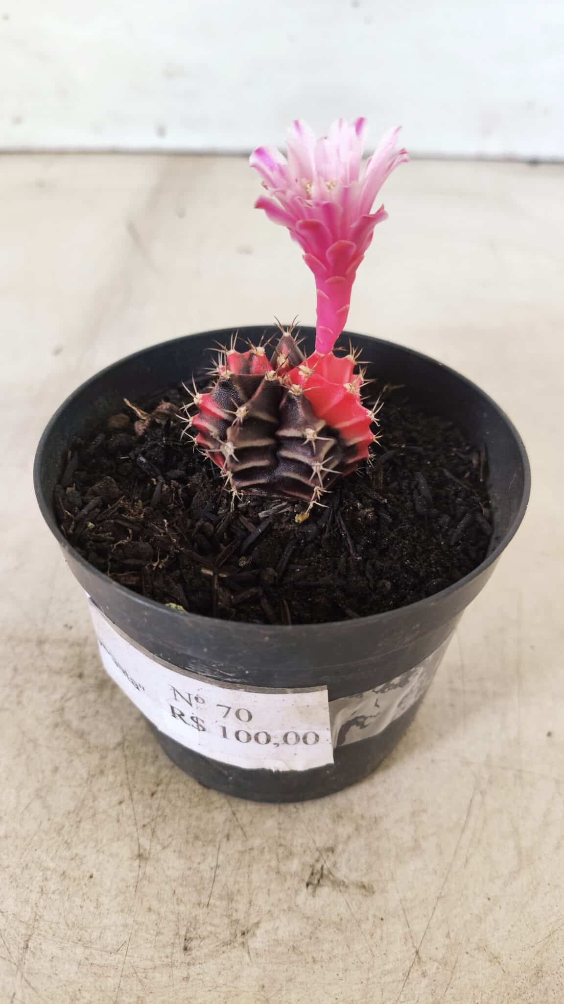 GYMNOCALYCIUM Mihanovichii Variegata Nº 70 – vaso 09