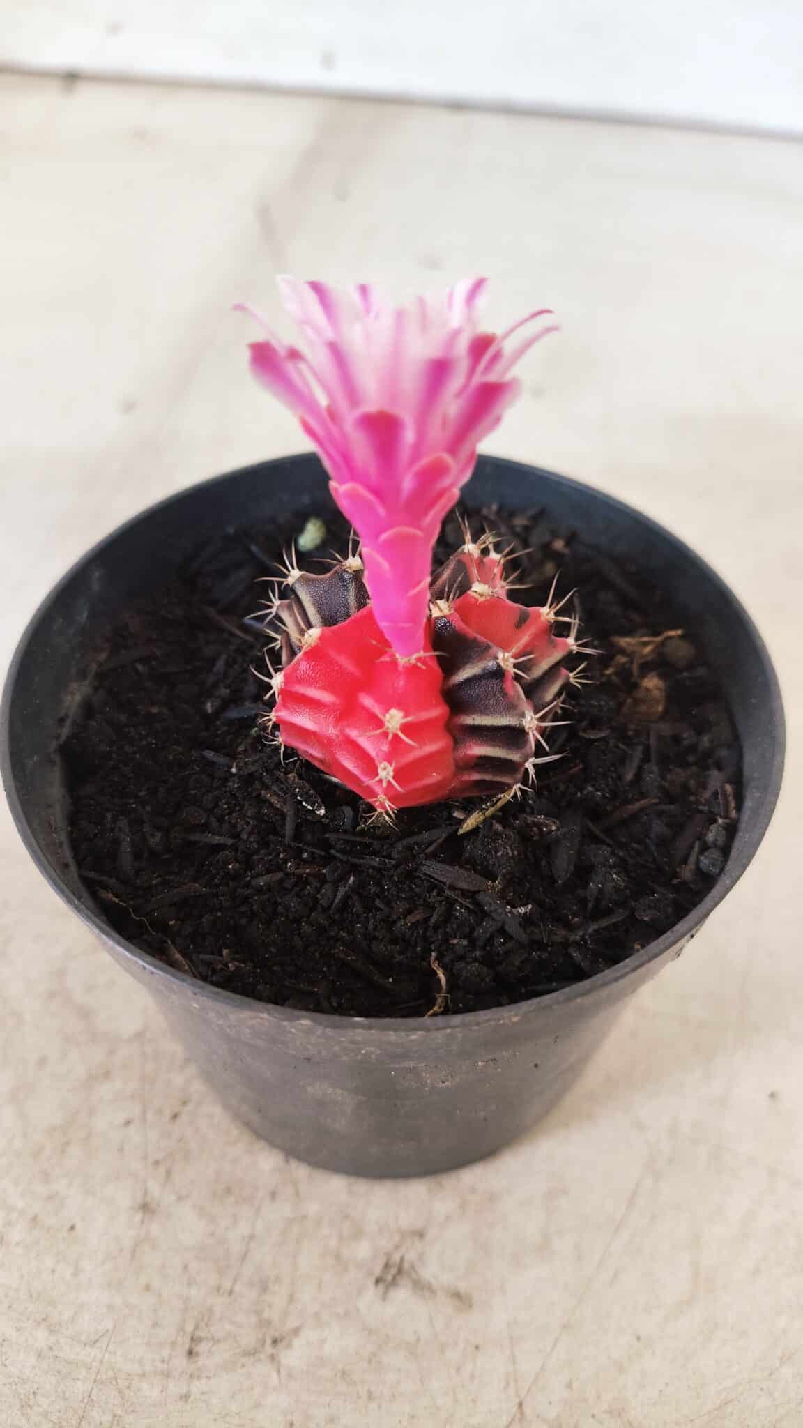 GYMNOCALYCIUM Mihanovichii Variegata Nº 70 – vaso 09