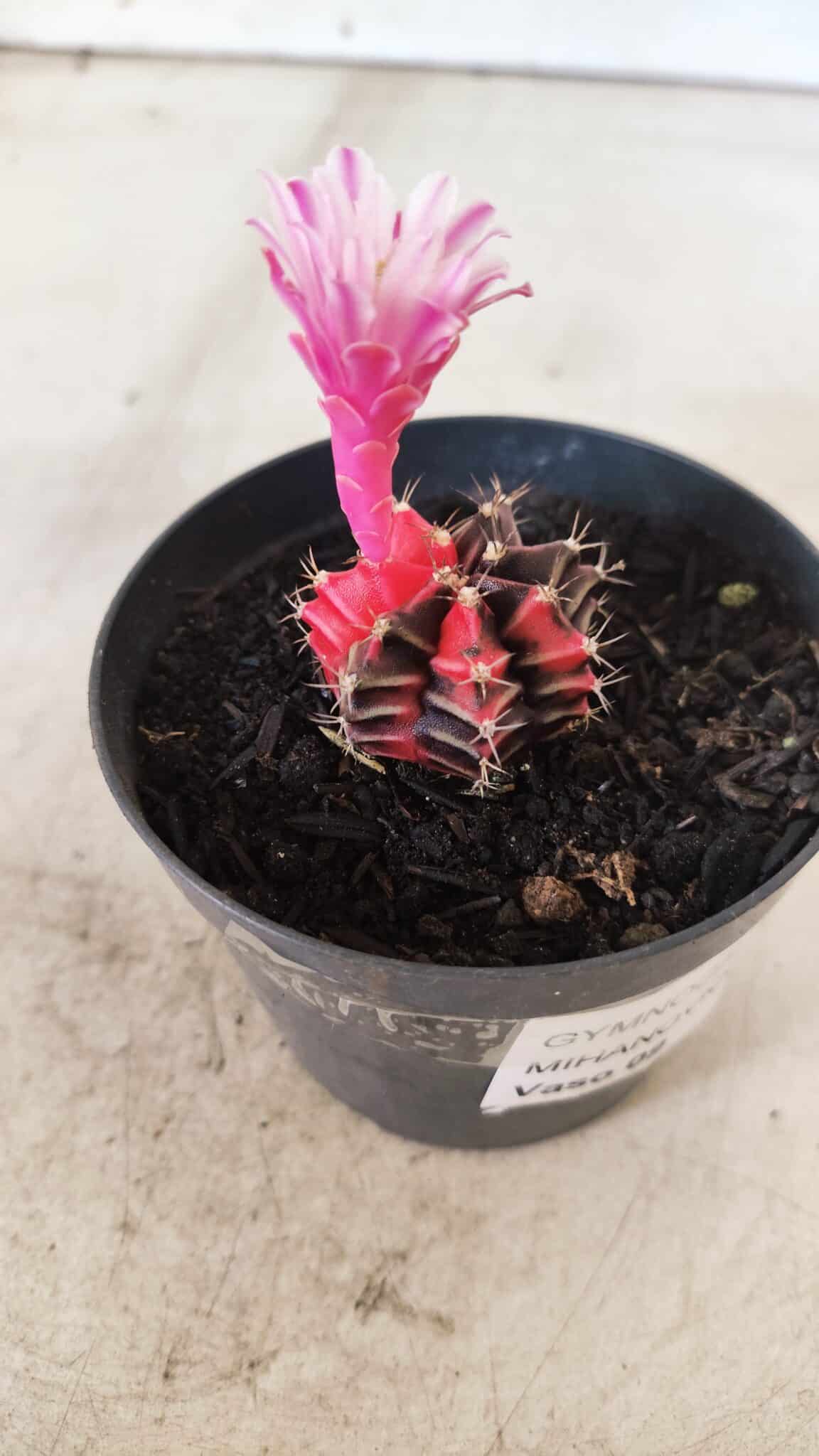 GYMNOCALYCIUM Mihanovichii Variegata Nº 70 – vaso 09