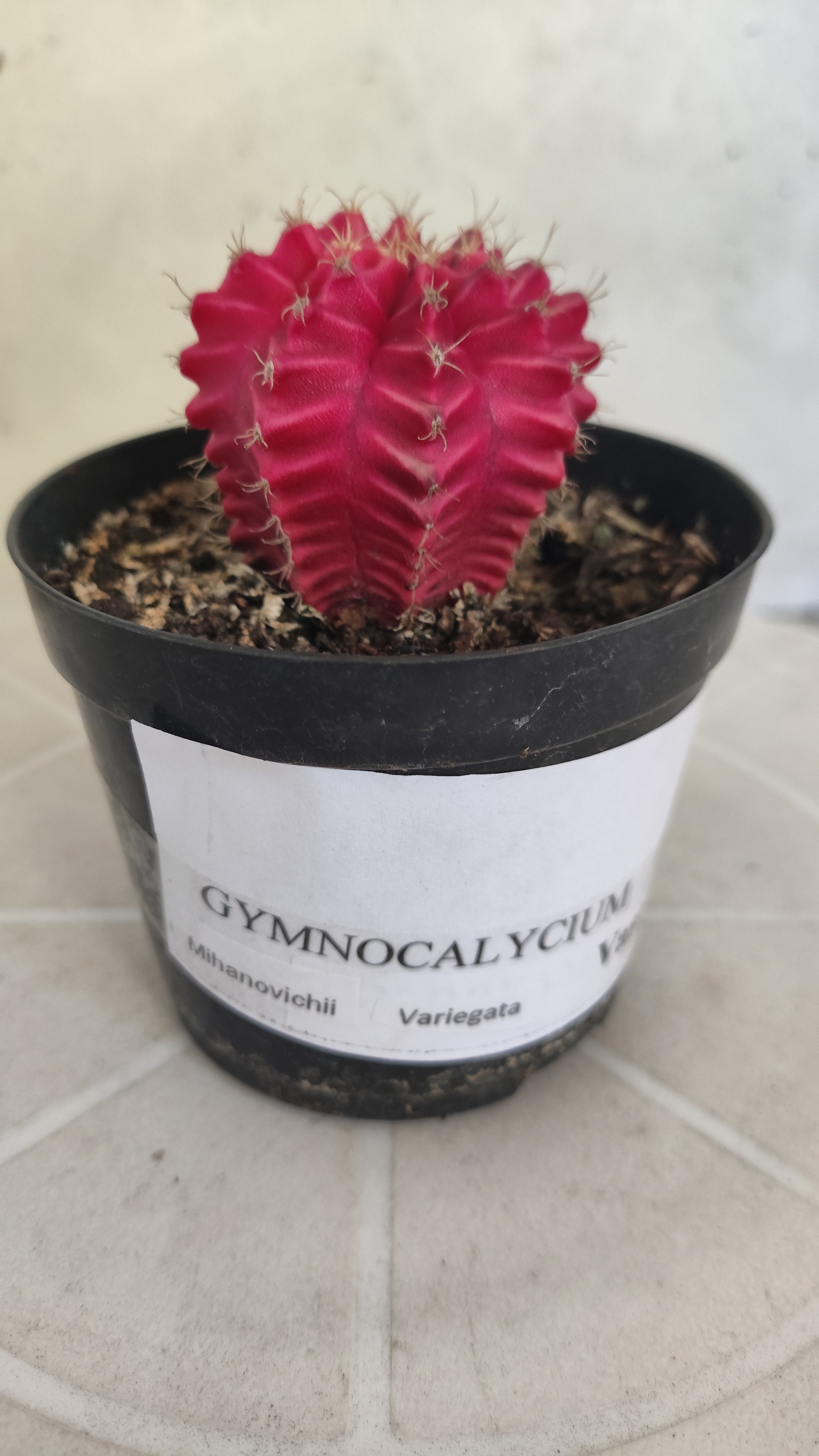 Gymnocalycium Mihanovichii “Variegata” Nº 100 – vaso 09