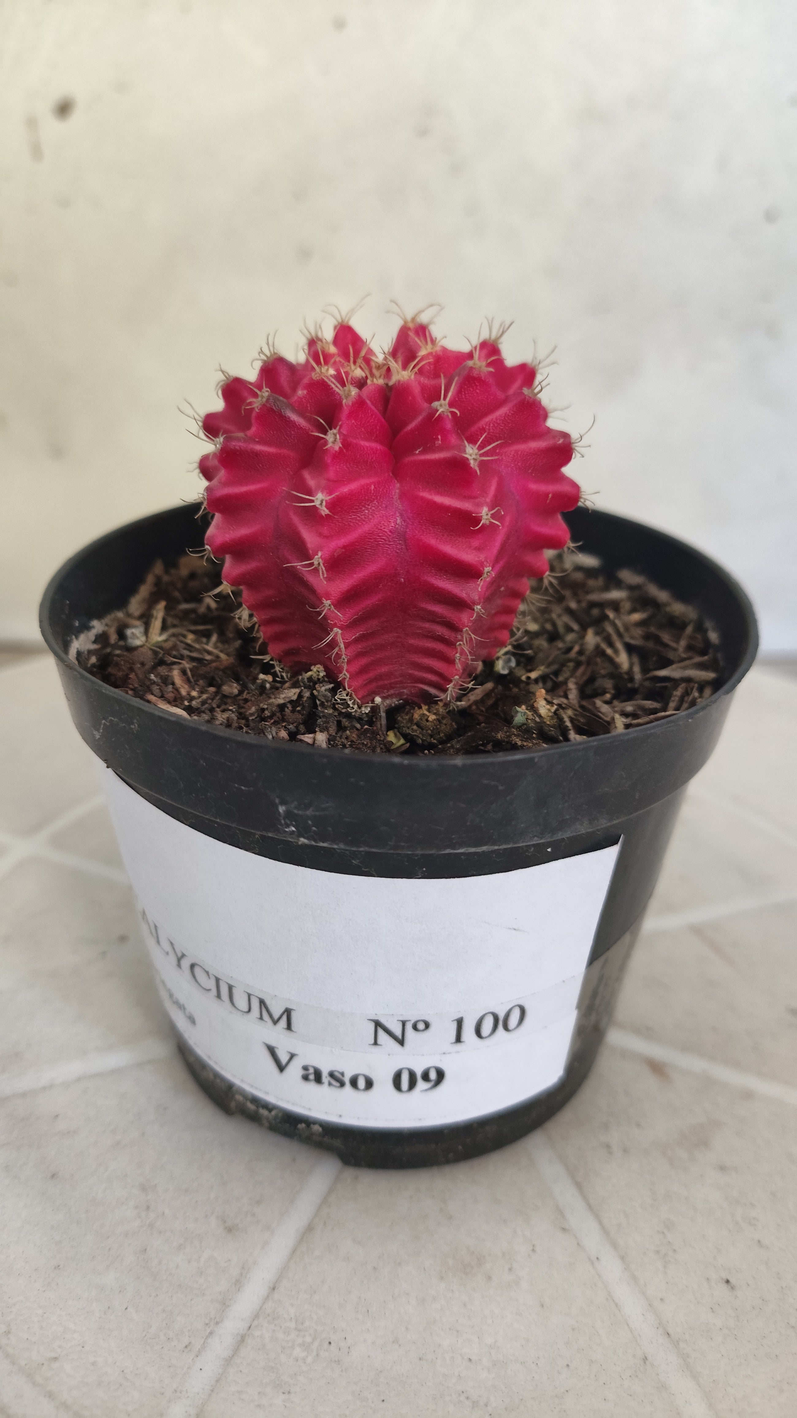 Gymnocalycium Mihanovichii “Variegata” Nº 100 – vaso 09