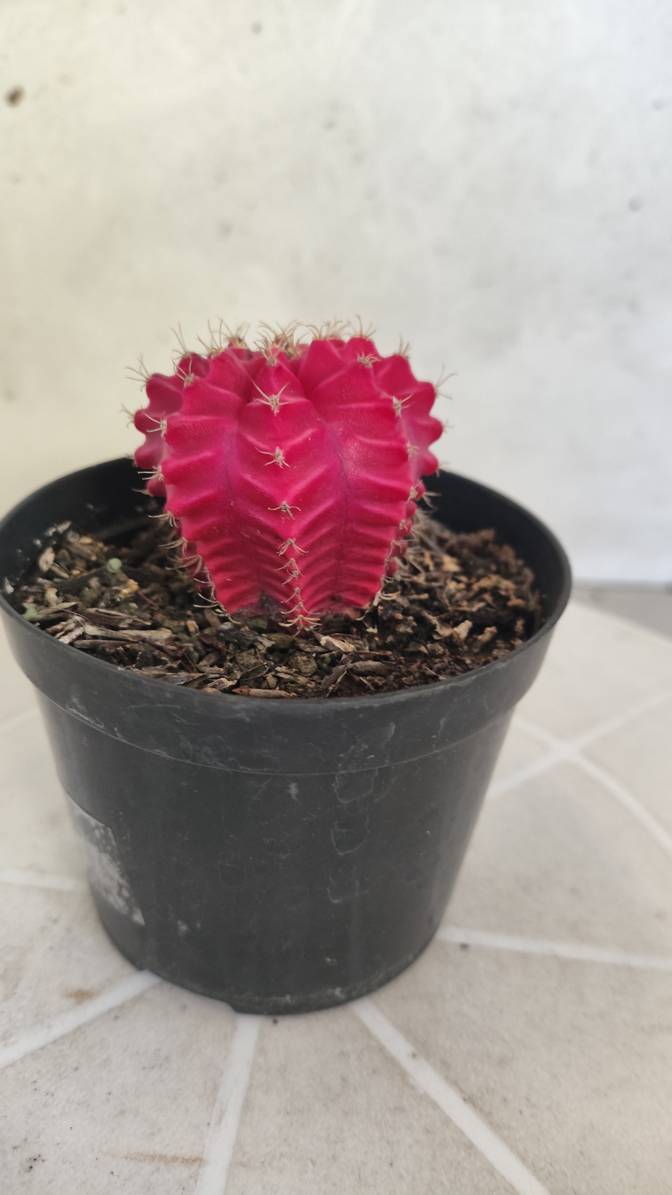 Gymnocalycium Mihanovichii “Variegata” Nº 100 – vaso 09