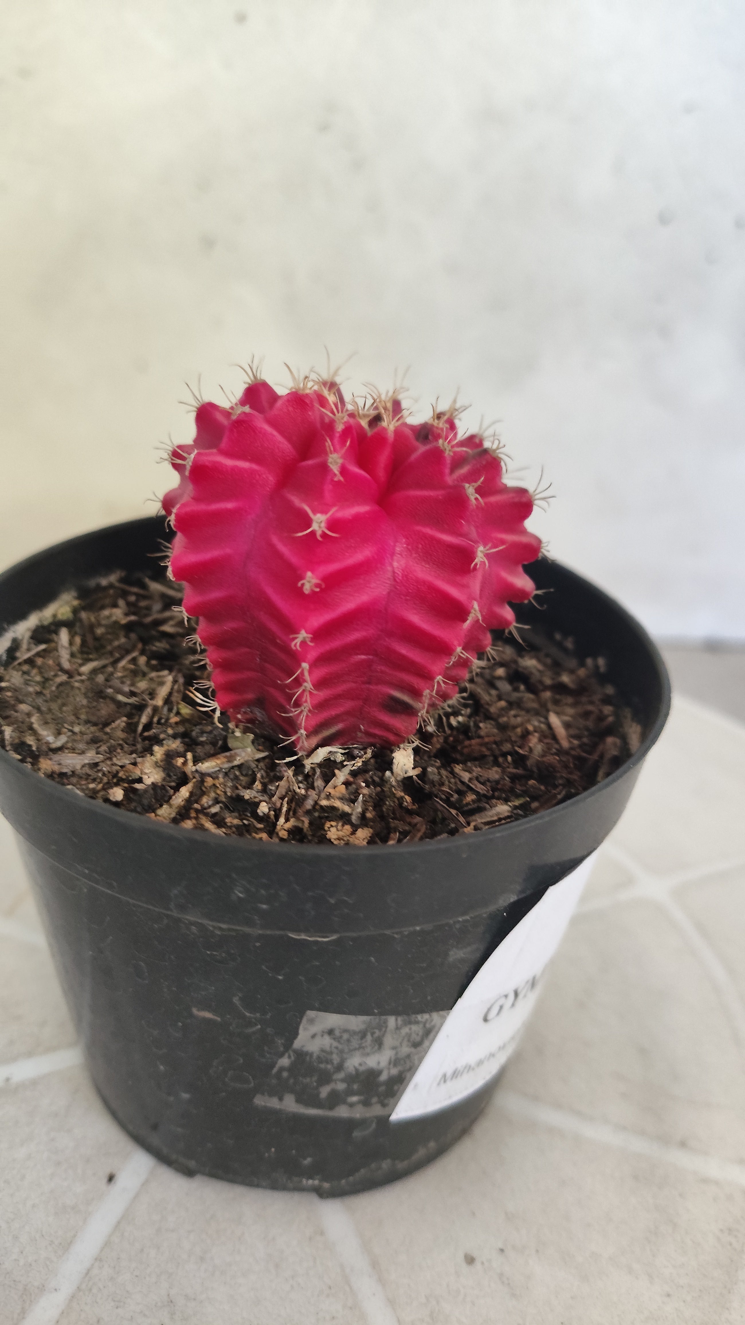 Gymnocalycium Mihanovichii “Variegata” Nº 100 – vaso 09