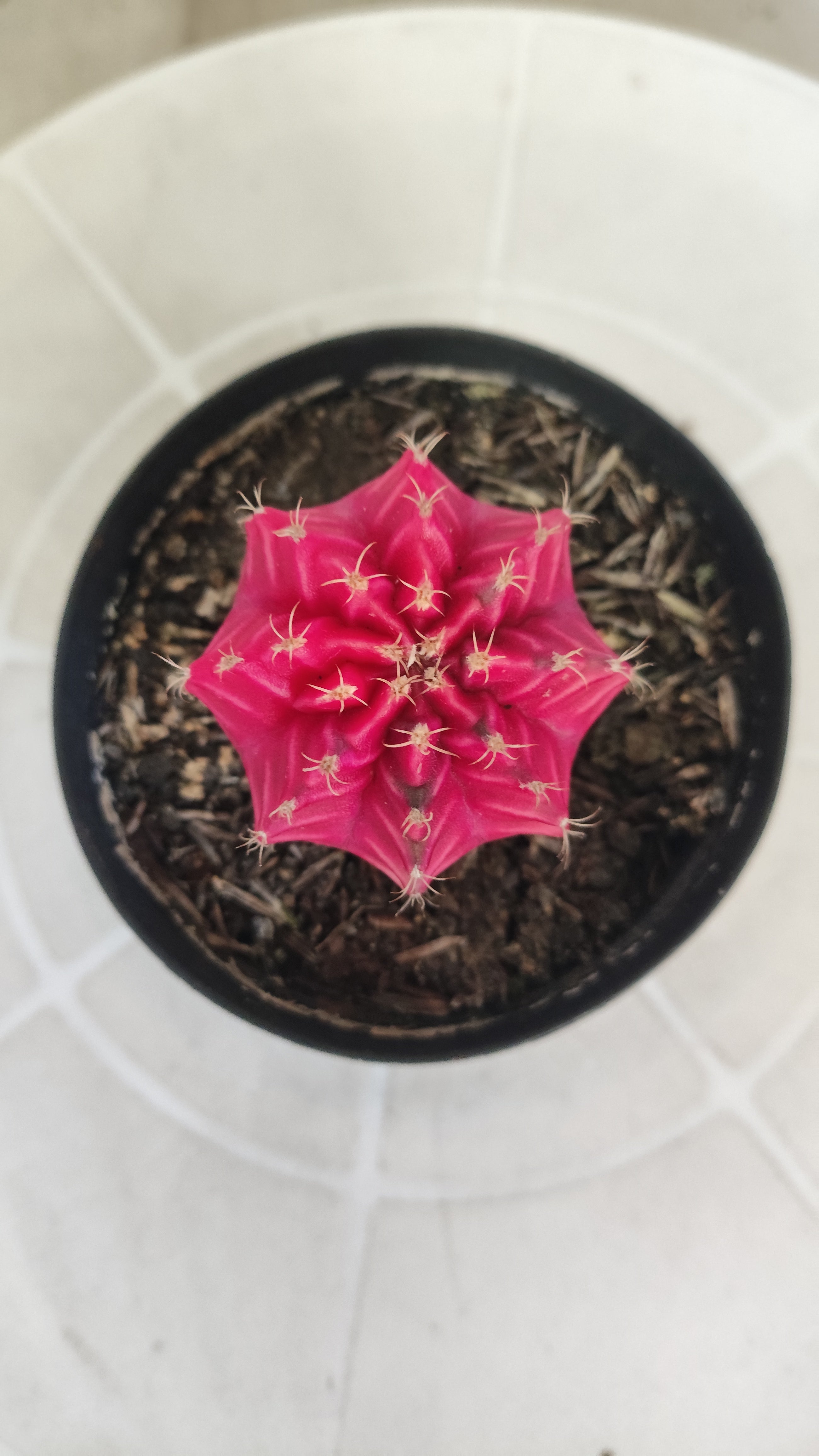 Gymnocalycium Mihanovichii “Variegata” Nº 100 – vaso 09