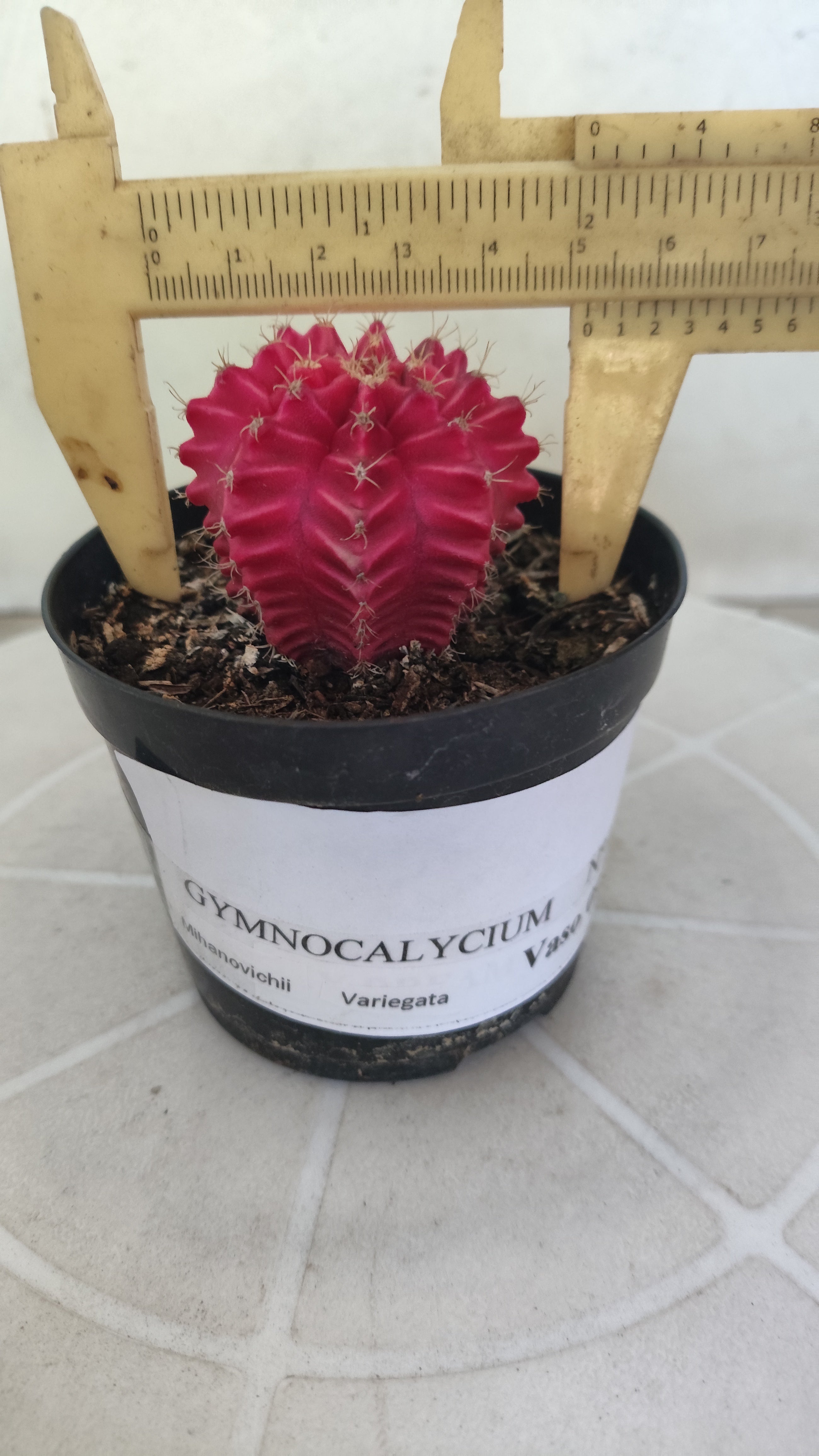 Gymnocalycium Mihanovichii “Variegata” Nº 100 – vaso 09
