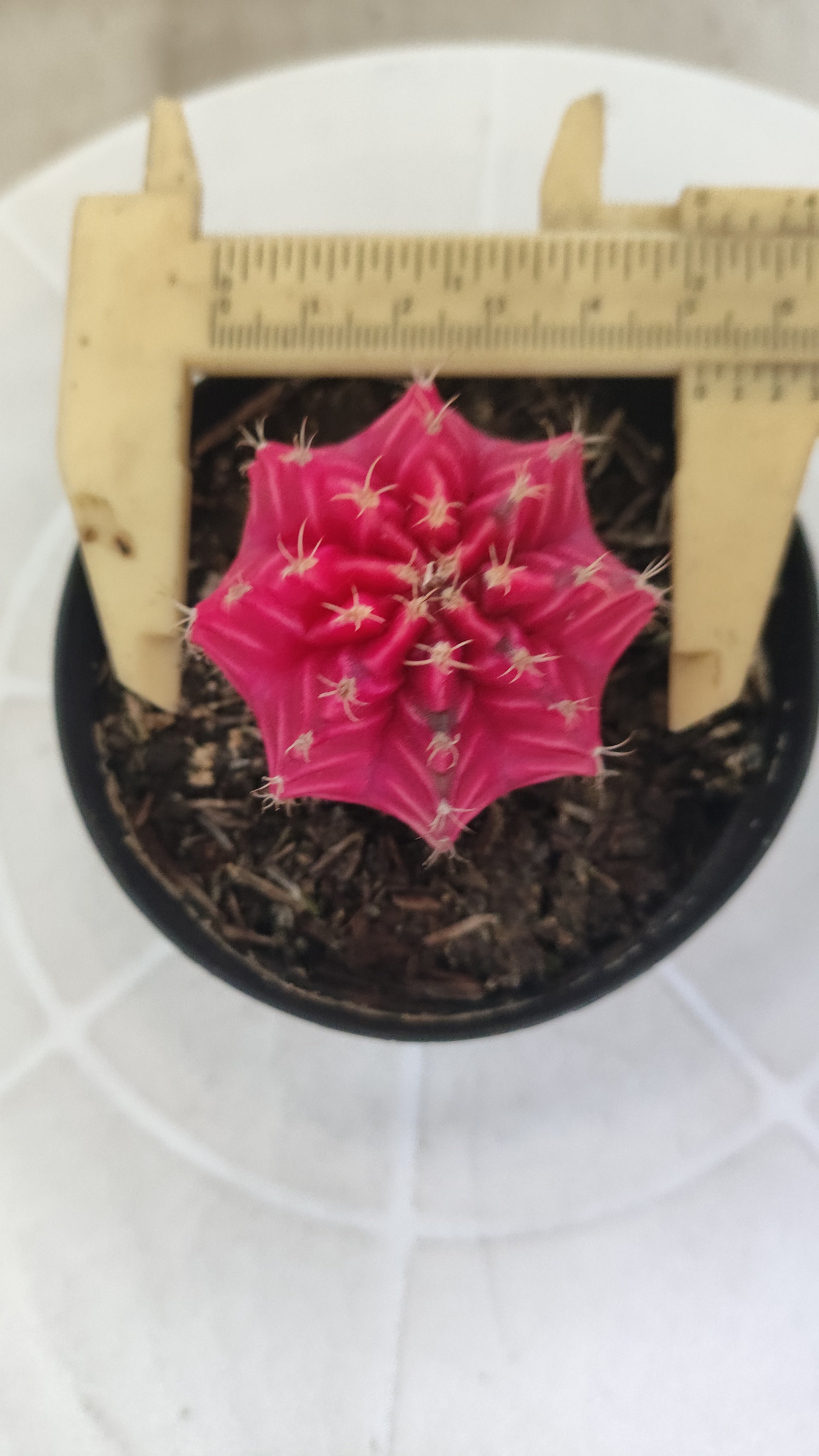 Gymnocalycium Mihanovichii “Variegata” Nº 100 – vaso 09