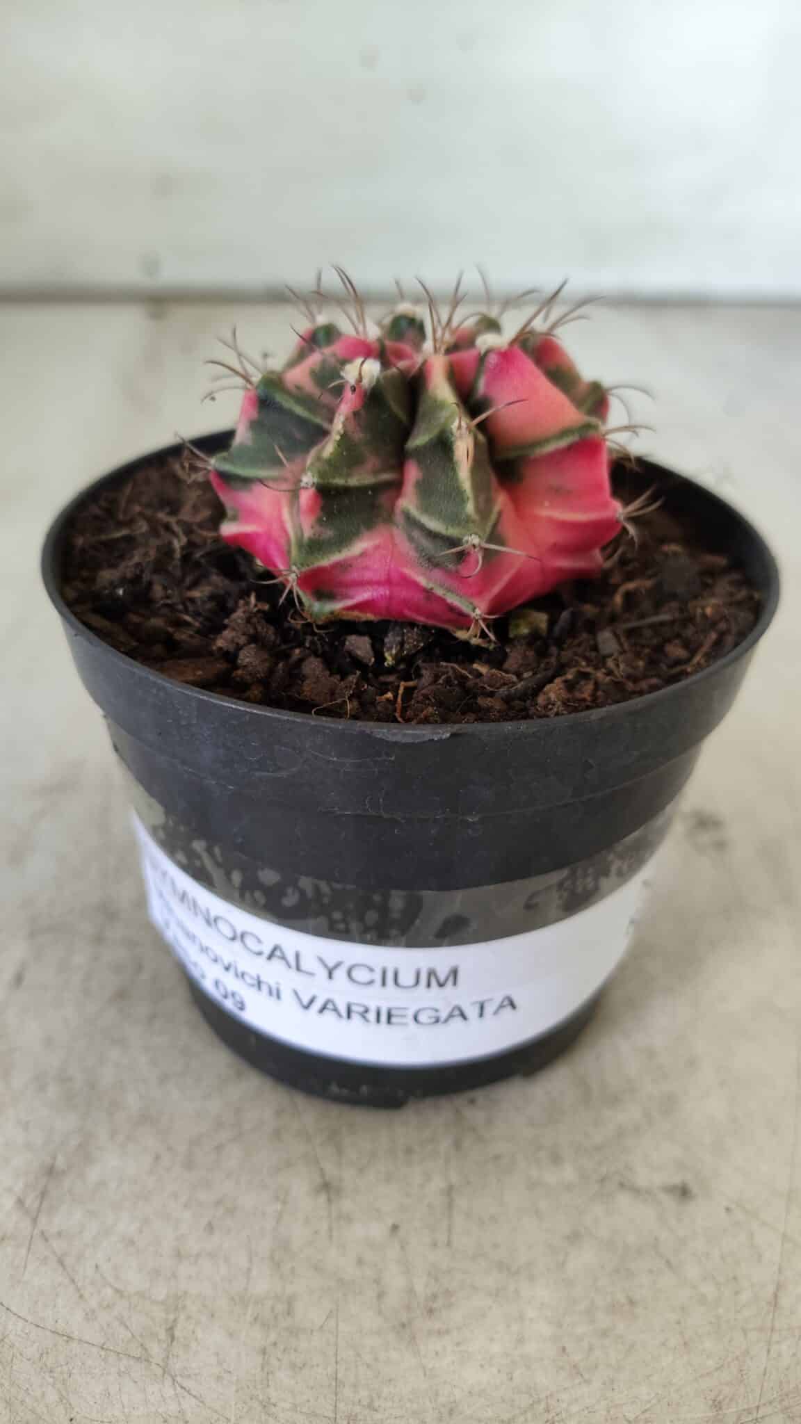 GYMNOCALYCIUM Mihanovichii Variegata Nº 492 – vaso 09
