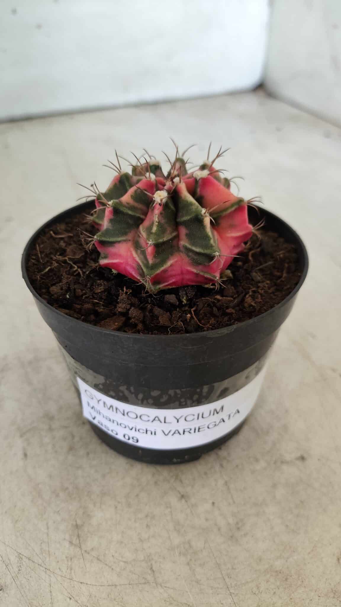 GYMNOCALYCIUM Mihanovichii Variegata Nº 492 – vaso 09