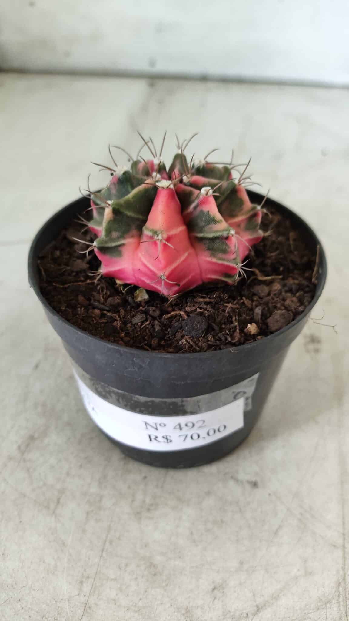 GYMNOCALYCIUM Mihanovichii Variegata Nº 492 – vaso 09