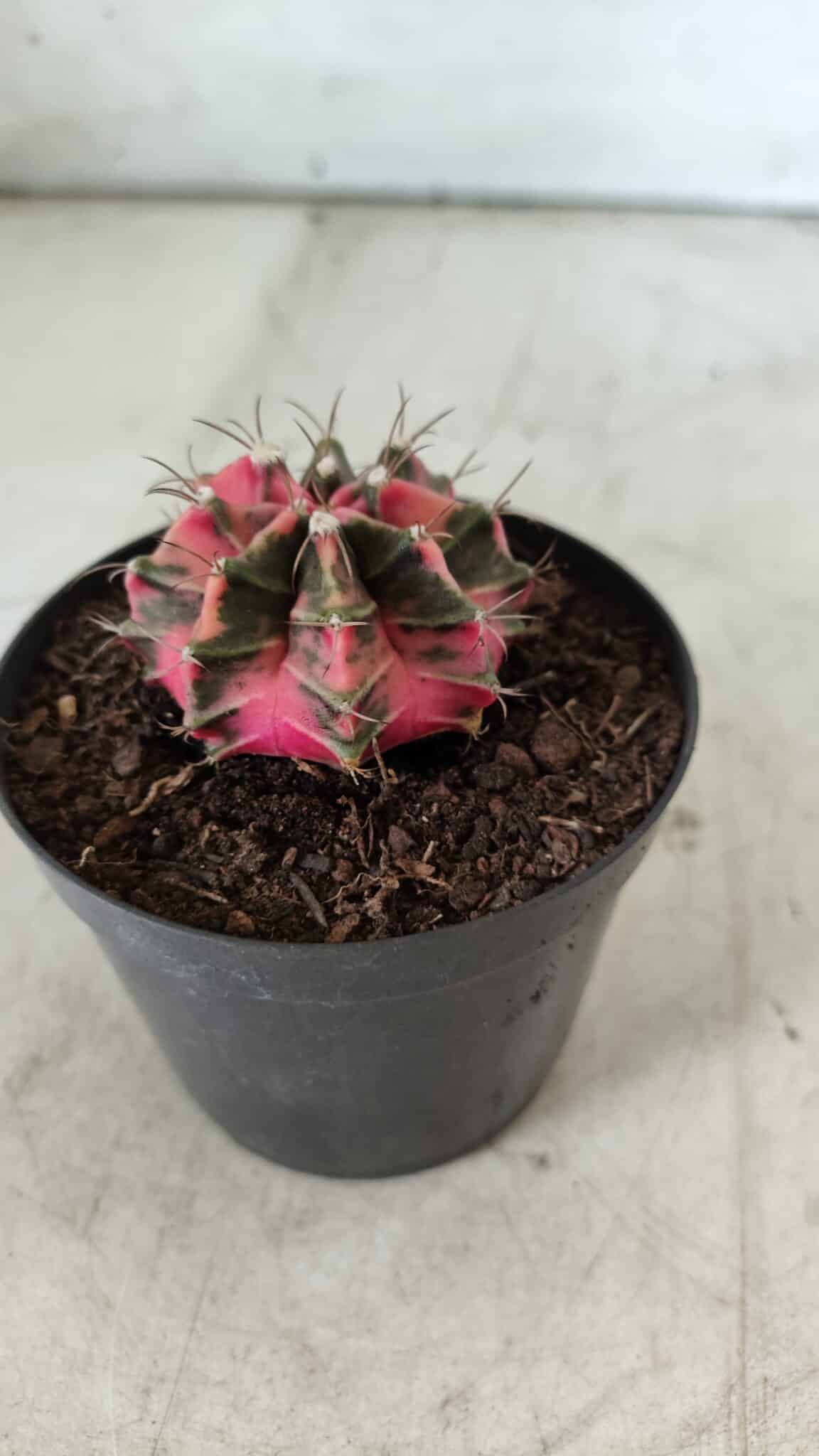 GYMNOCALYCIUM Mihanovichii Variegata Nº 492 – vaso 09