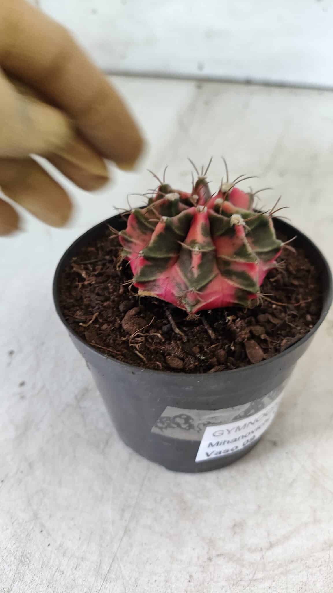 GYMNOCALYCIUM Mihanovichii Variegata Nº 492 – vaso 09