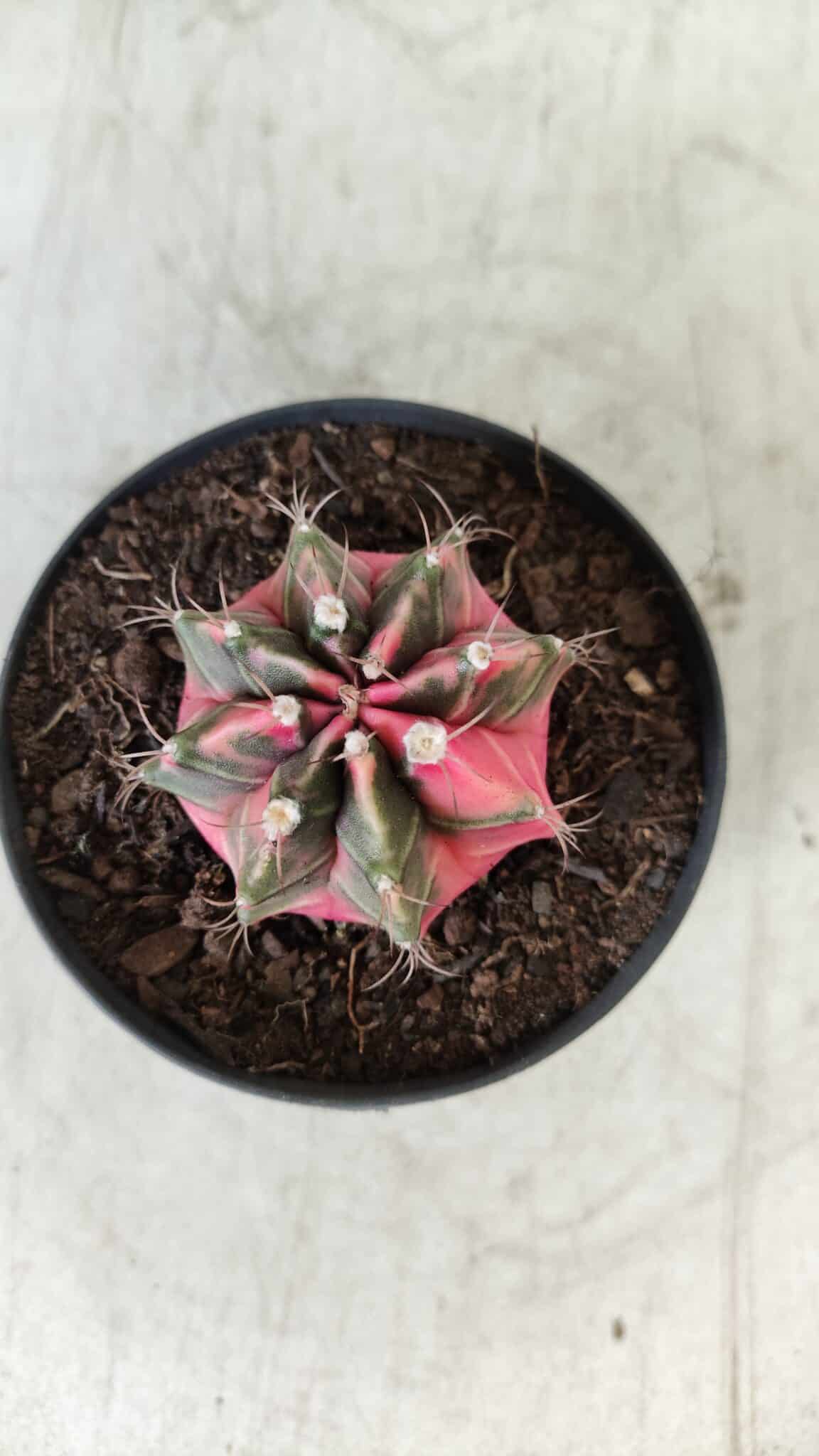 GYMNOCALYCIUM Mihanovichii Variegata Nº 492 – vaso 09