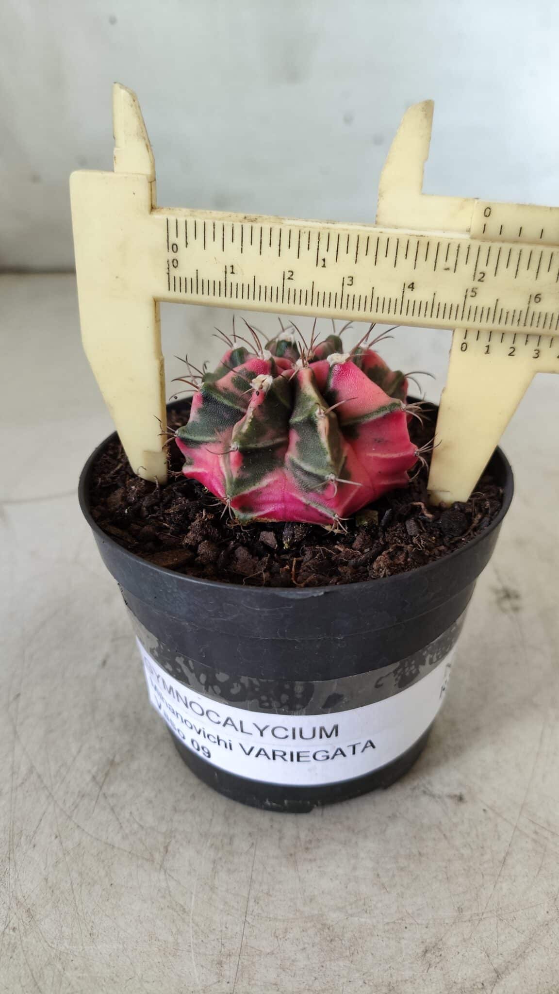 GYMNOCALYCIUM Mihanovichii Variegata Nº 492 – vaso 09