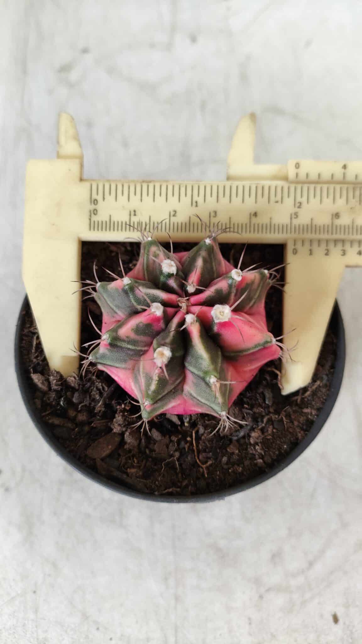 GYMNOCALYCIUM Mihanovichii Variegata Nº 492 – vaso 09