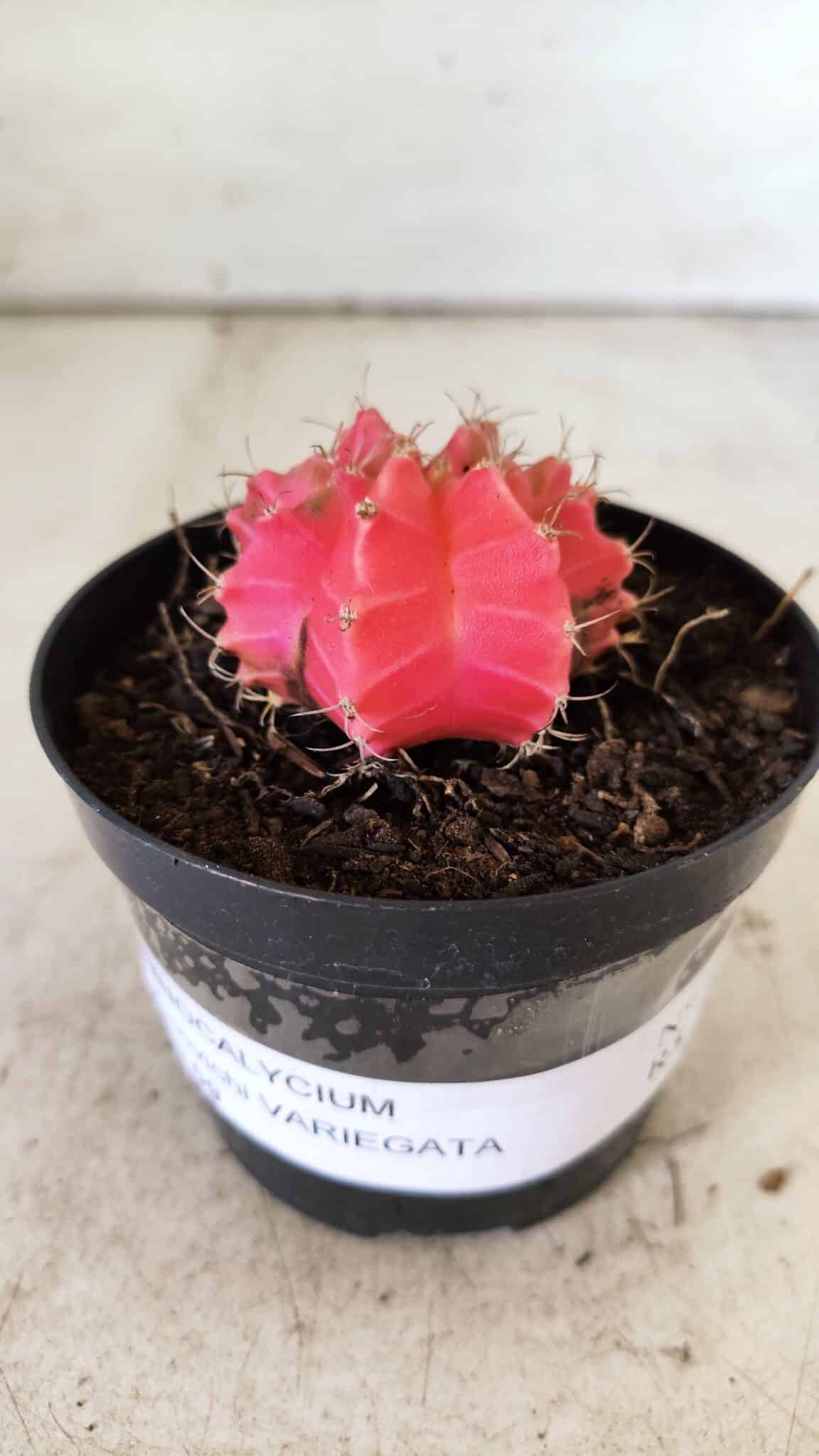 GYMNOCALYCIUM Mihanovichii Variegata Nº 493 – vaso 09
