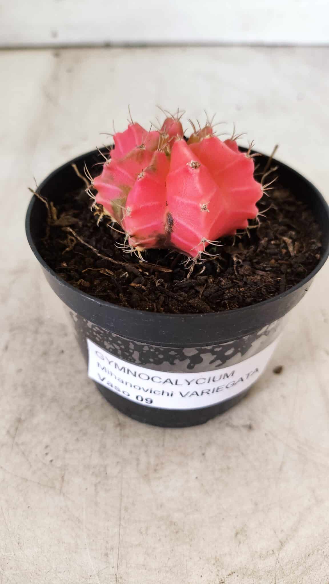 GYMNOCALYCIUM Mihanovichii Variegata Nº 493 – vaso 09