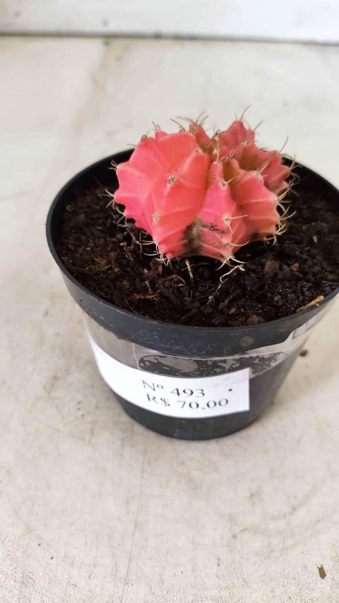 GYMNOCALYCIUM Mihanovichii Variegata Nº 493 – vaso 09