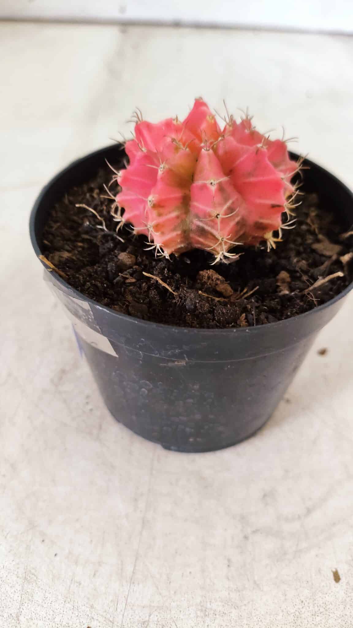 GYMNOCALYCIUM Mihanovichii Variegata Nº 493 – vaso 09