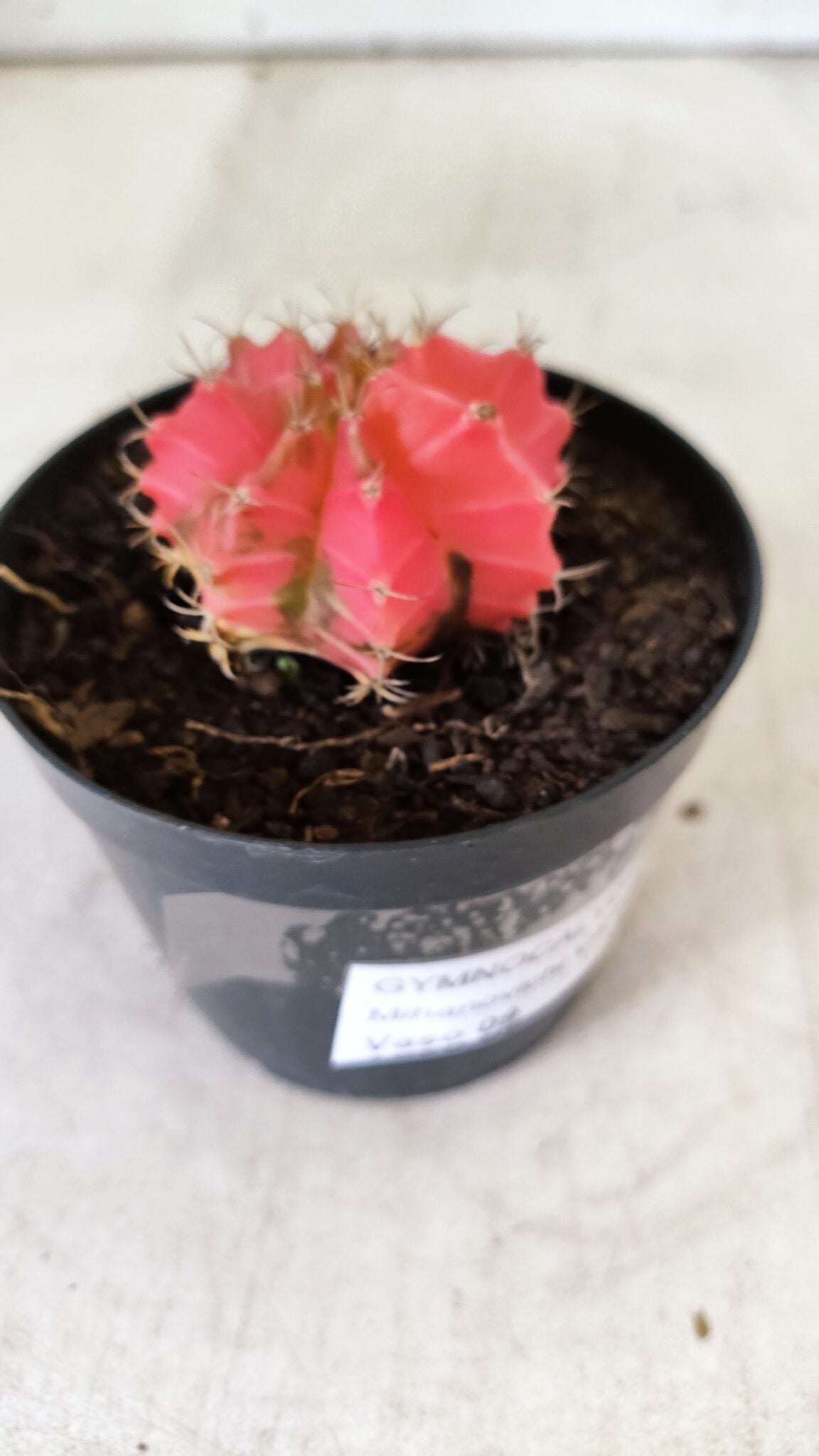 GYMNOCALYCIUM Mihanovichii Variegata Nº 493 – vaso 09