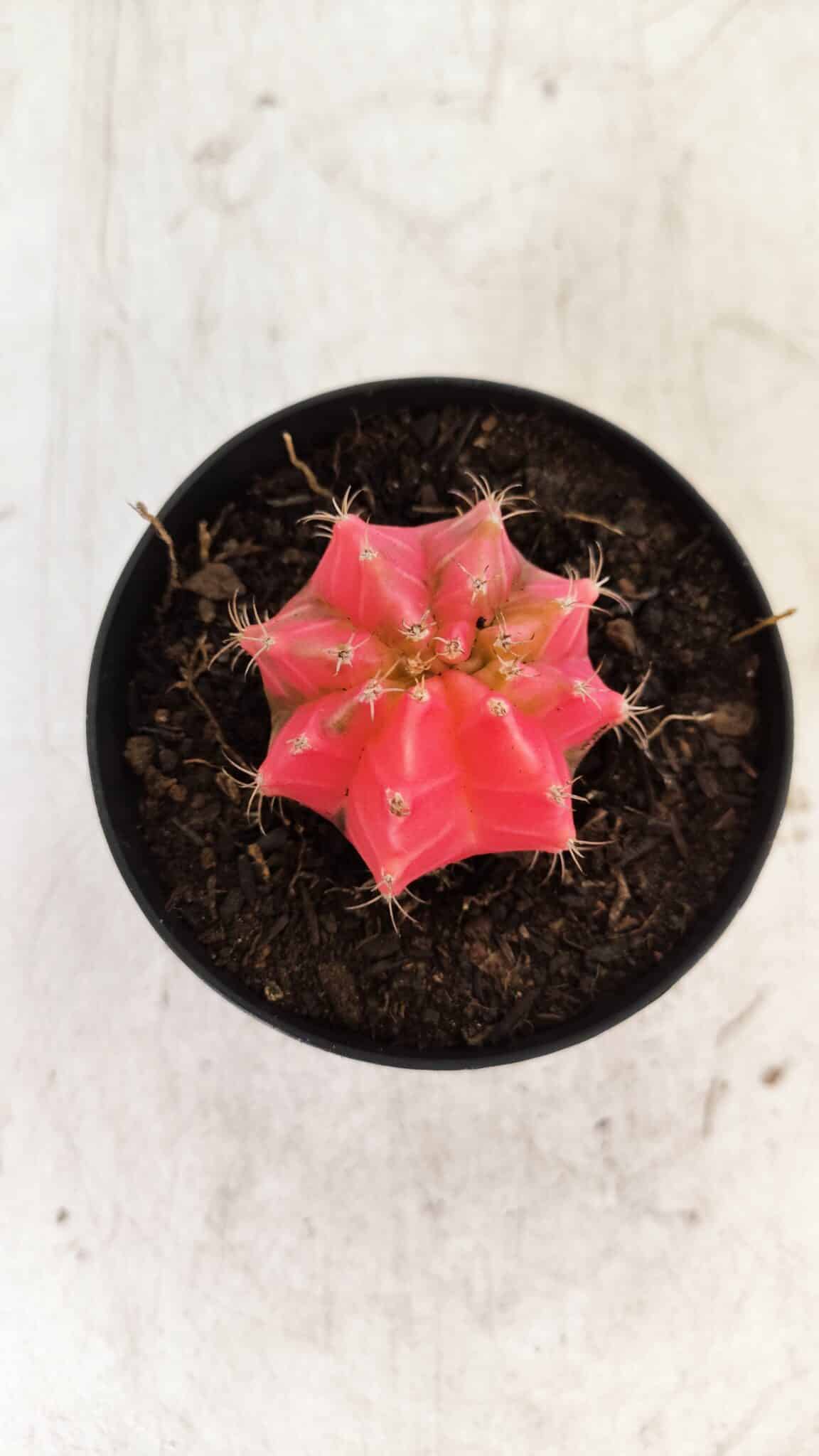 GYMNOCALYCIUM Mihanovichii Variegata Nº 493 – vaso 09