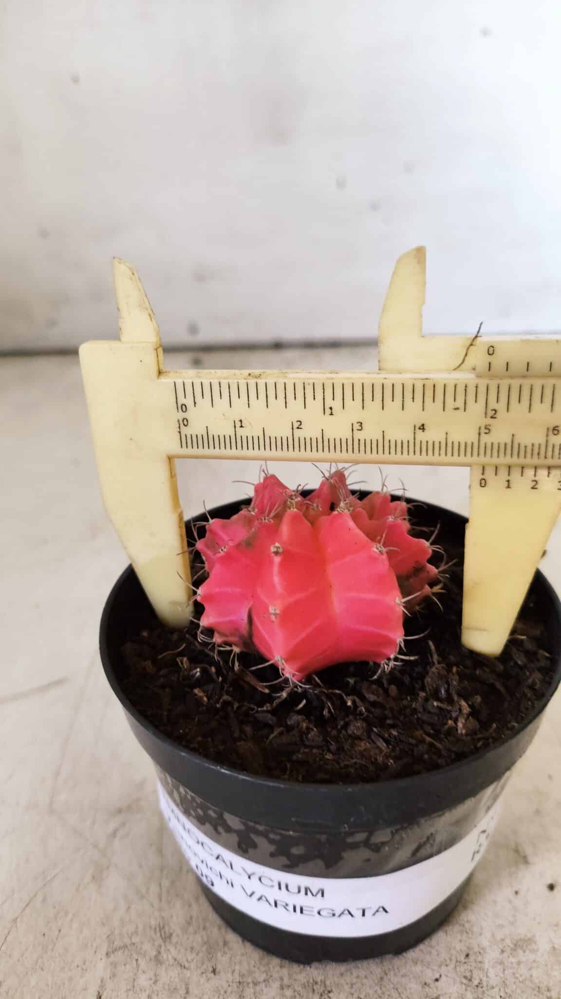 GYMNOCALYCIUM Mihanovichii Variegata Nº 493 – vaso 09