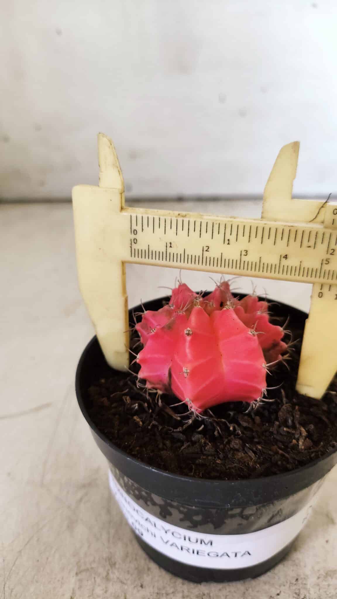 GYMNOCALYCIUM Mihanovichii Variegata Nº 493 – vaso 09