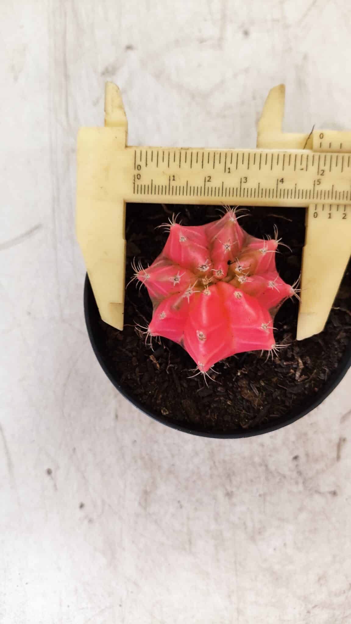 GYMNOCALYCIUM Mihanovichii Variegata Nº 493 – vaso 09