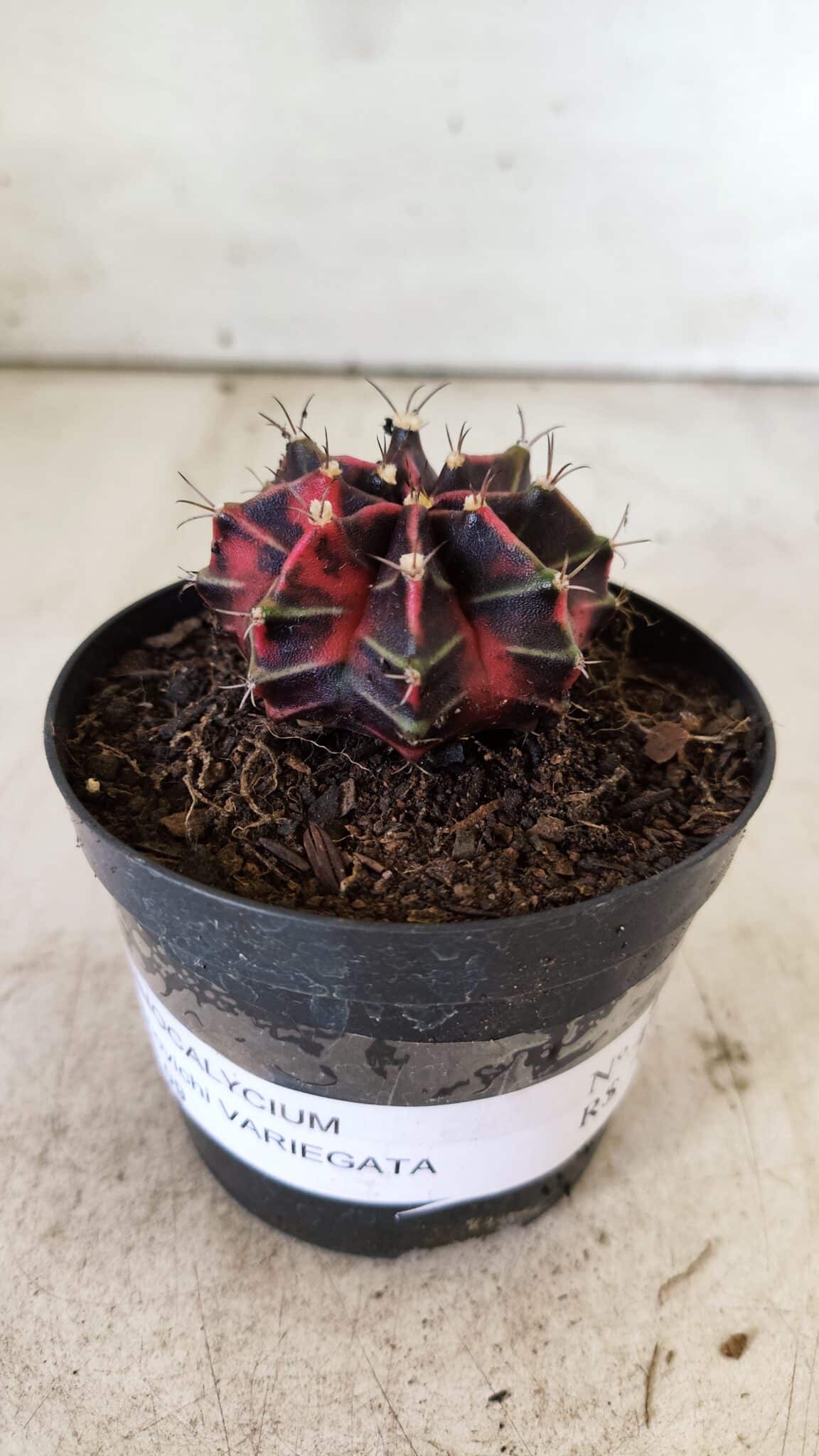 GYMNOCALYCIUM Mihanovichii Variegata Nº 494 – vaso 09