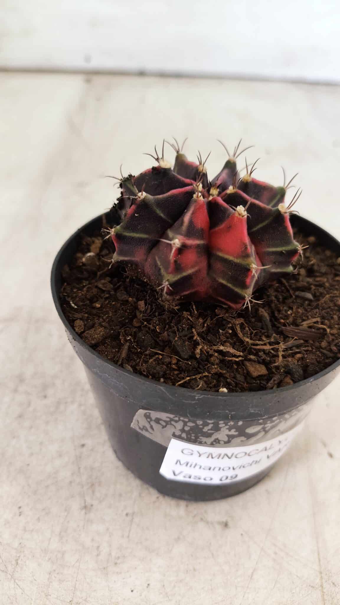 GYMNOCALYCIUM Mihanovichii Variegata Nº 494 – vaso 09