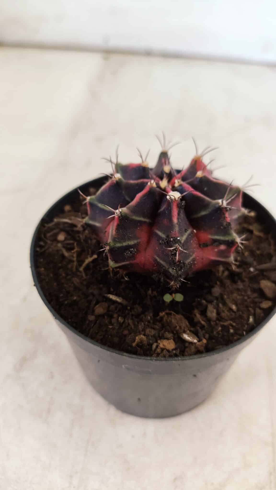 GYMNOCALYCIUM Mihanovichii Variegata Nº 494 – vaso 09