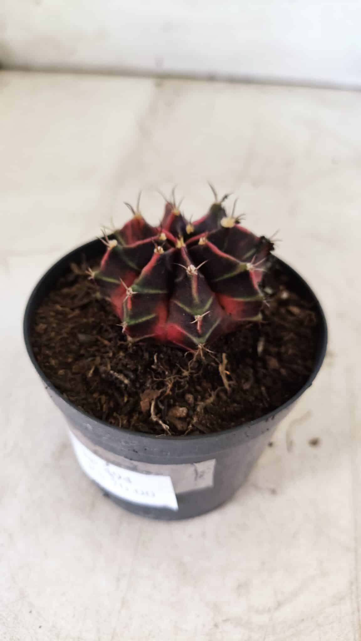 GYMNOCALYCIUM Mihanovichii Variegata Nº 494 – vaso 09