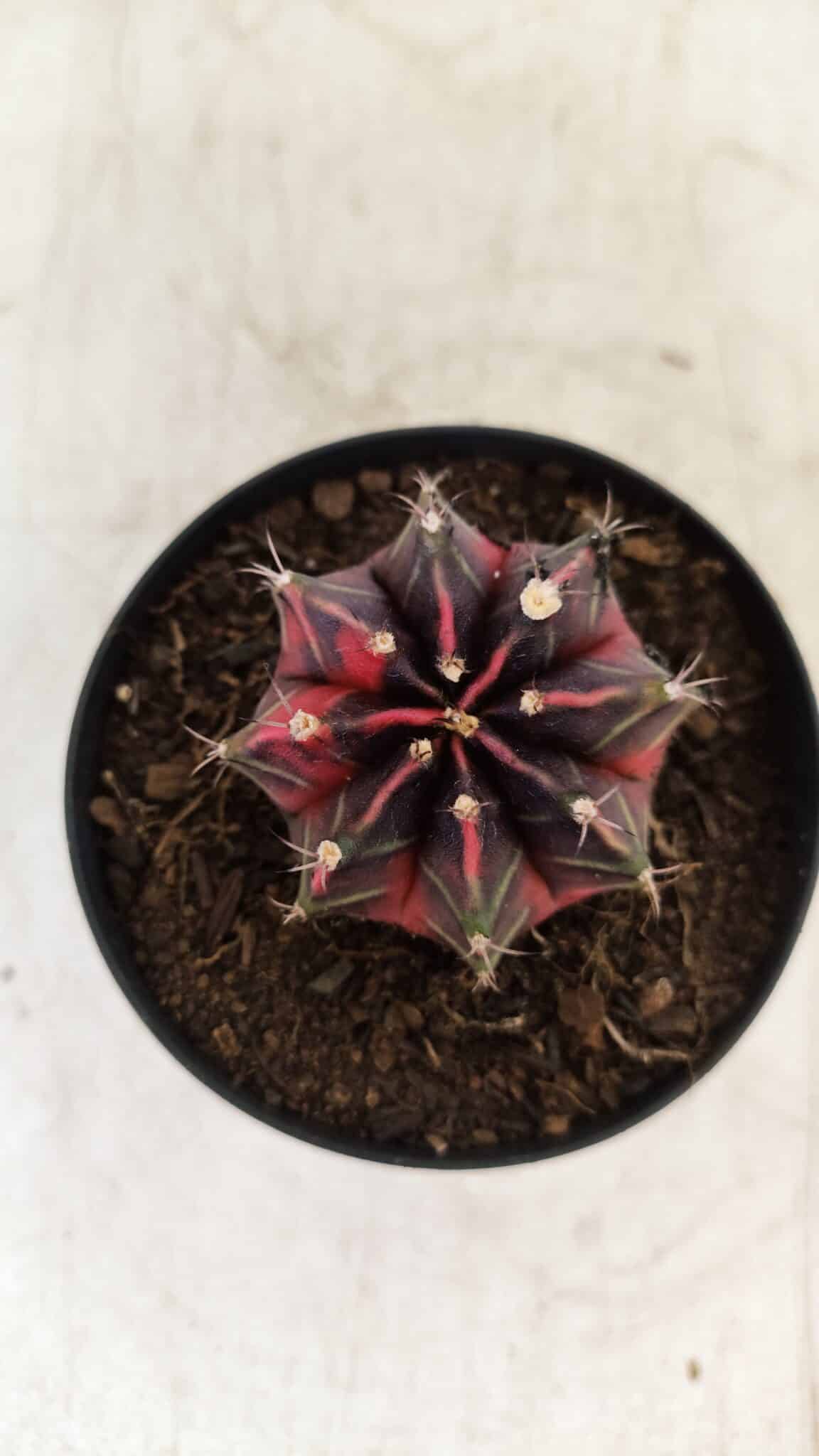 GYMNOCALYCIUM Mihanovichii Variegata Nº 494 – vaso 09