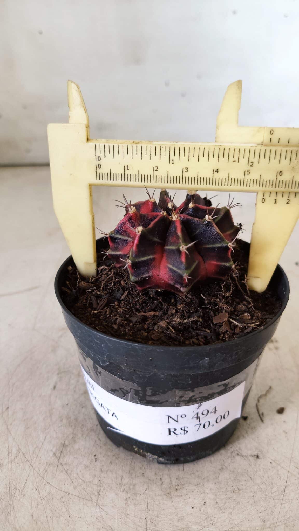 GYMNOCALYCIUM Mihanovichii Variegata Nº 494 – vaso 09