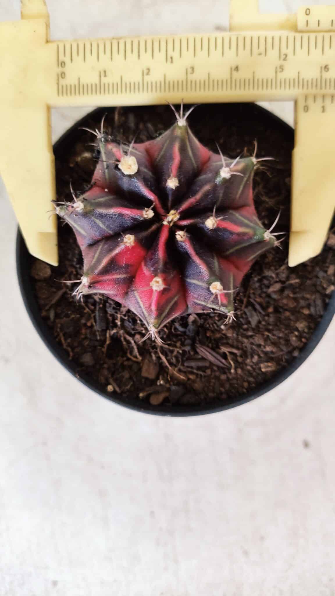 GYMNOCALYCIUM Mihanovichii Variegata Nº 494 – vaso 09