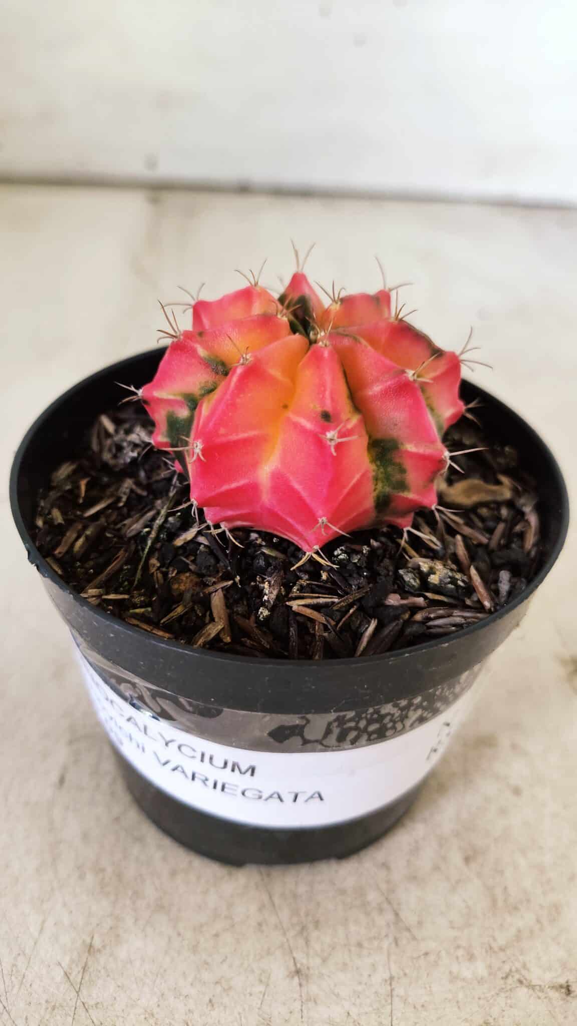 GYMNOCALYCIUM Mihanovichii Variegata Nº 495 – vaso 09