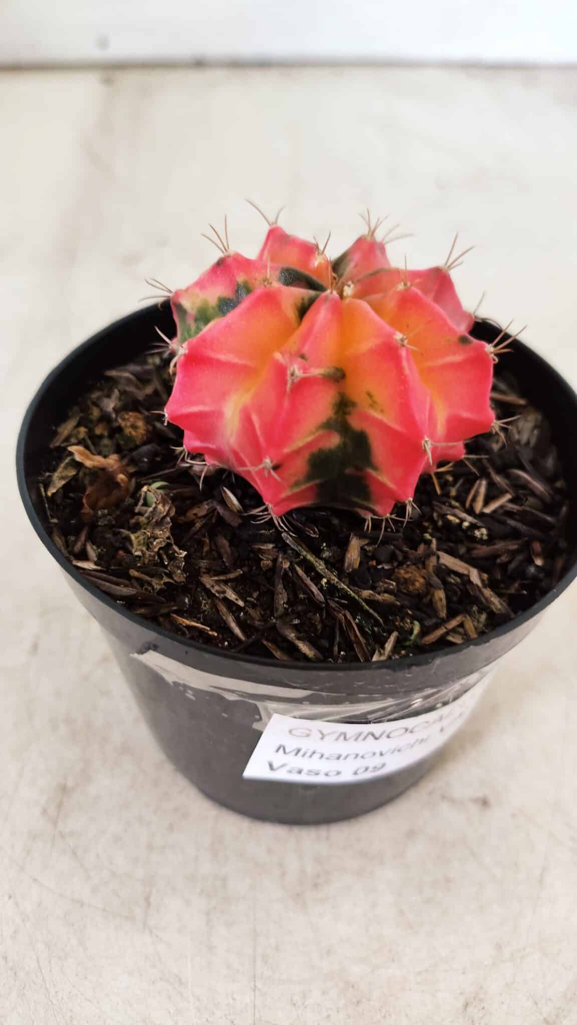 GYMNOCALYCIUM Mihanovichii Variegata Nº 495 – vaso 09