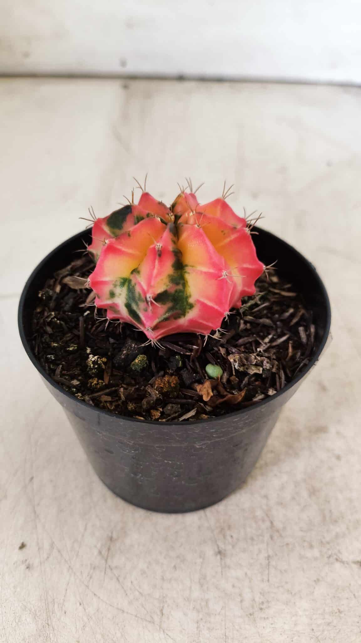 GYMNOCALYCIUM Mihanovichii Variegata Nº 495 – vaso 09