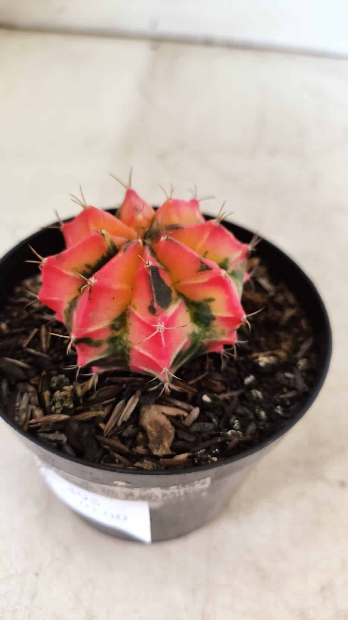 GYMNOCALYCIUM Mihanovichii Variegata Nº 495 – vaso 09