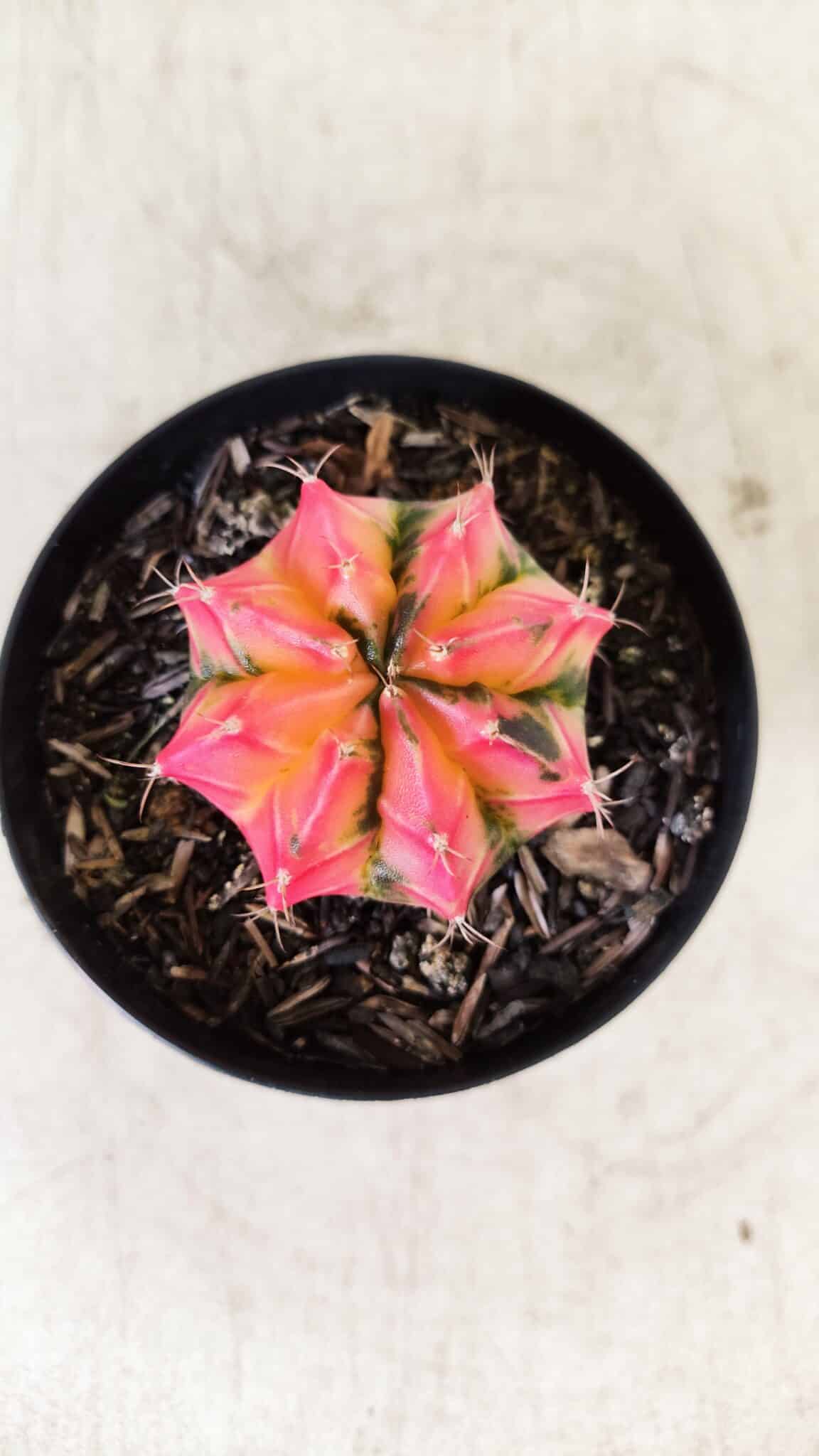 GYMNOCALYCIUM Mihanovichii Variegata Nº 495 – vaso 09