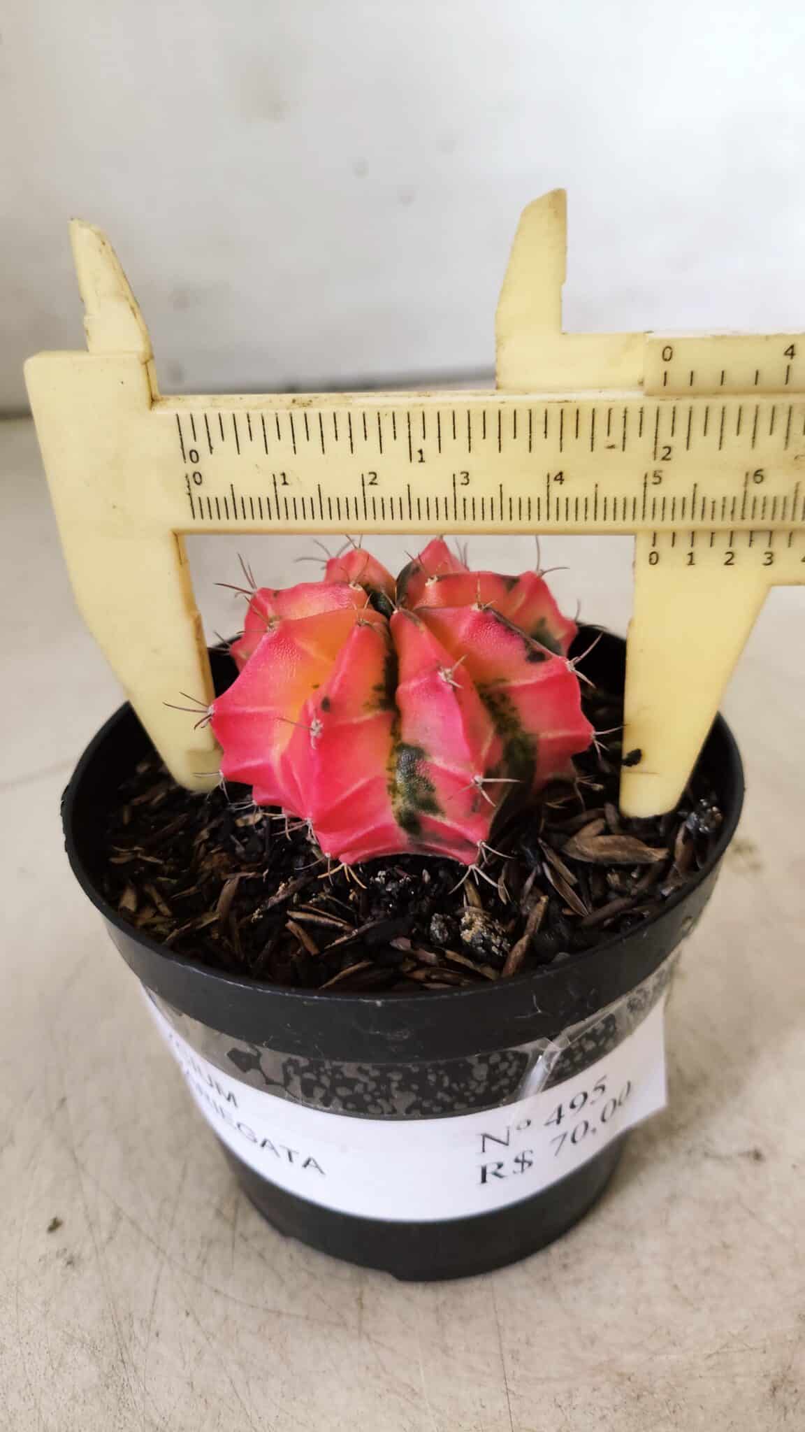 GYMNOCALYCIUM Mihanovichii Variegata Nº 495 – vaso 09