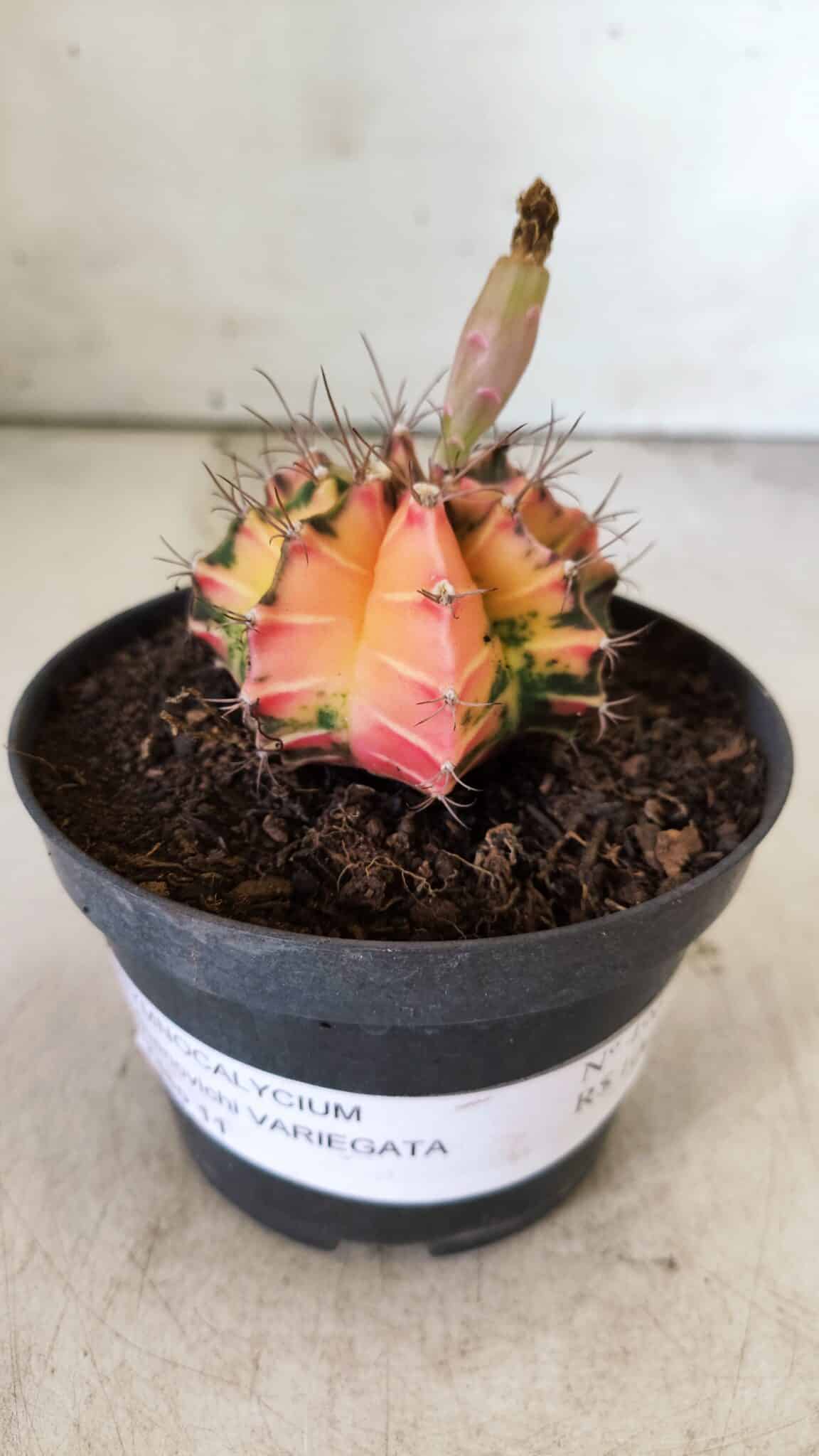 GYMNOCALYCIUM Mihanovichii Variegata Nº 496 – vaso 09