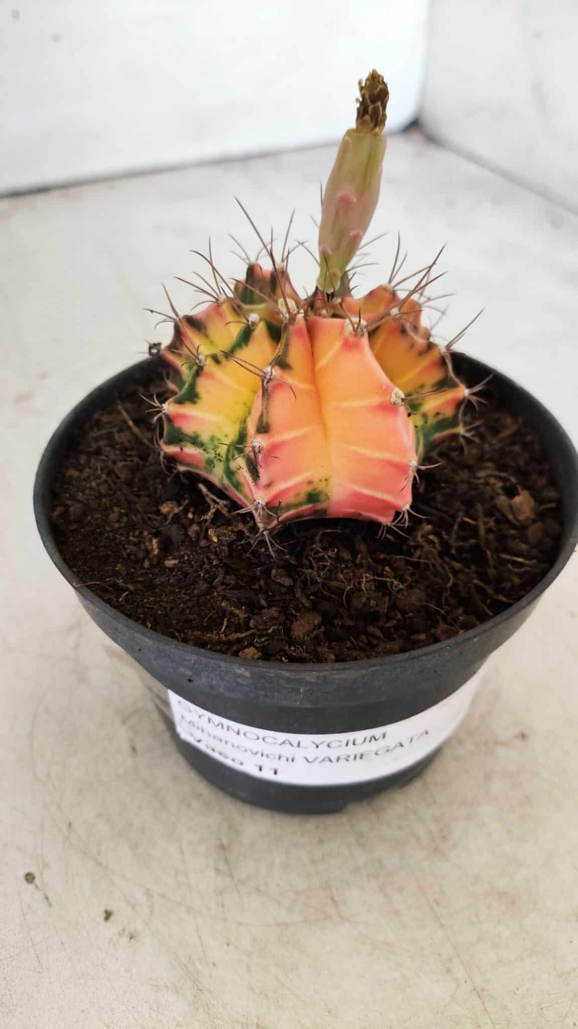 GYMNOCALYCIUM Mihanovichii Variegata Nº 496 – vaso 09
