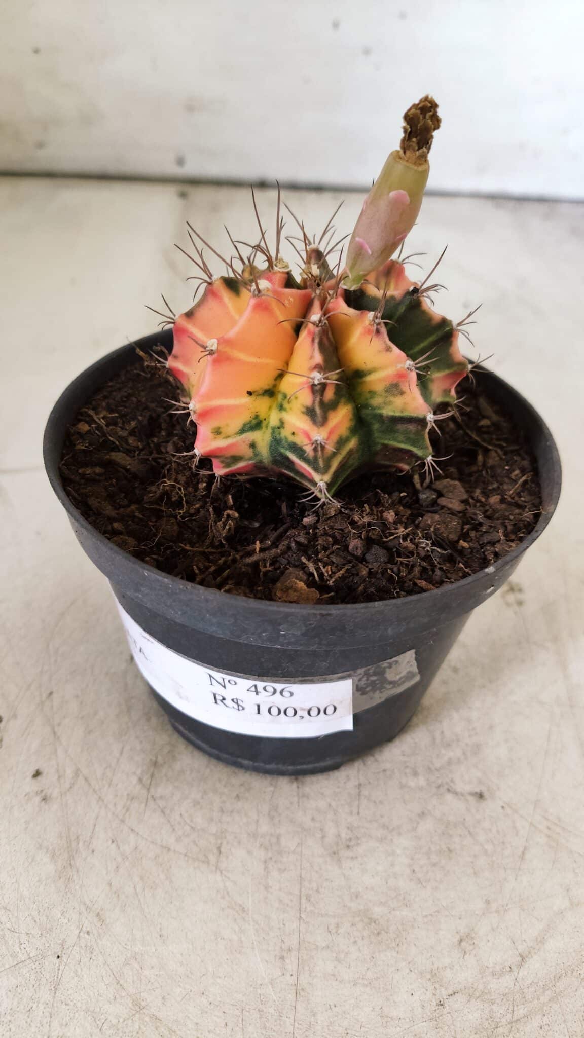 GYMNOCALYCIUM Mihanovichii Variegata Nº 496 – vaso 09