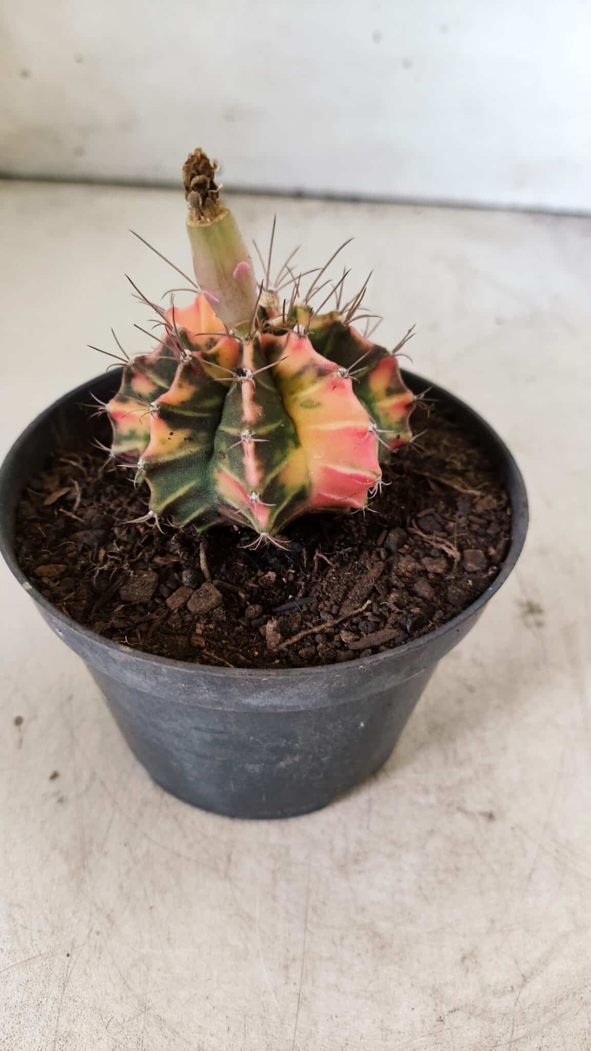 GYMNOCALYCIUM Mihanovichii Variegata Nº 496 – vaso 09