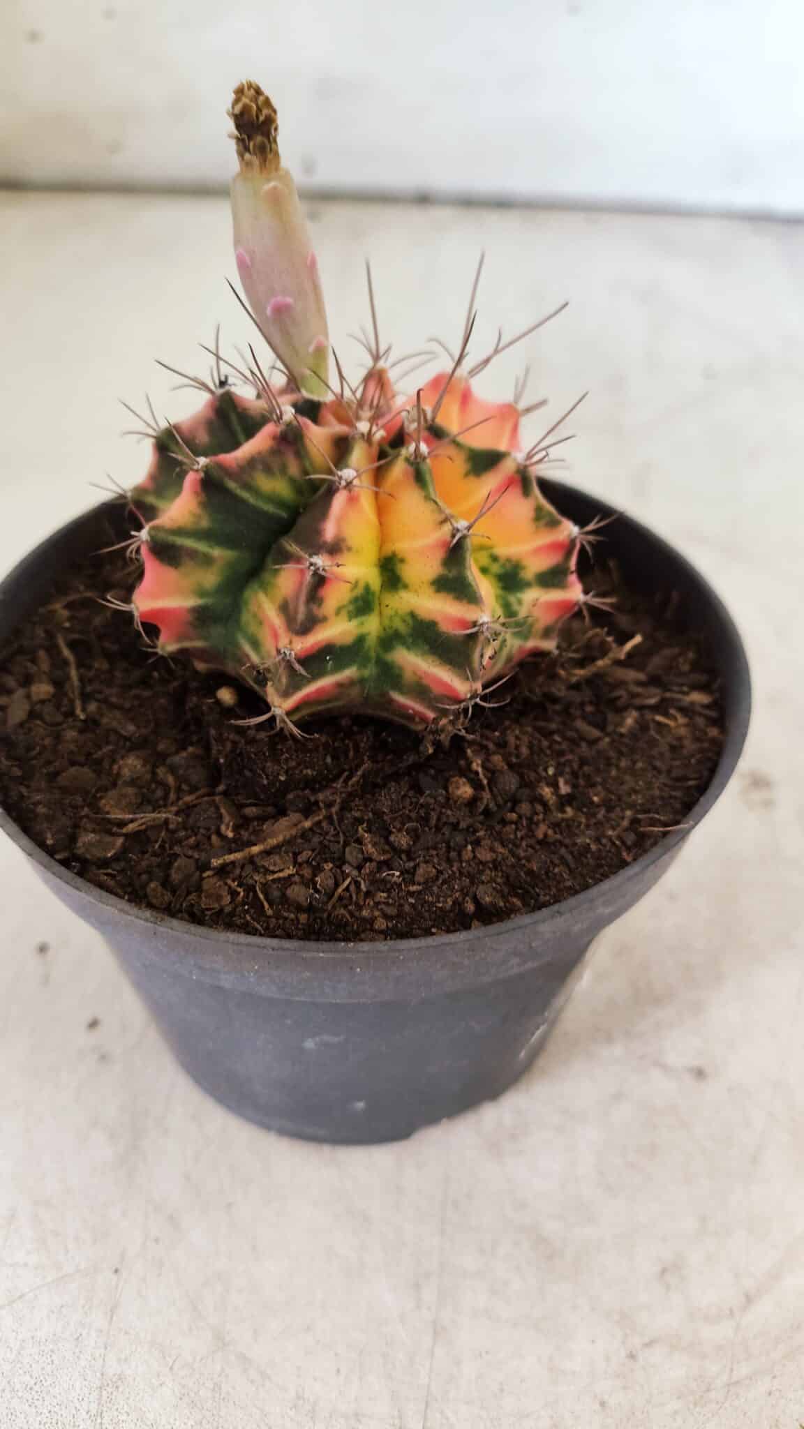 GYMNOCALYCIUM Mihanovichii Variegata Nº 496 – vaso 09