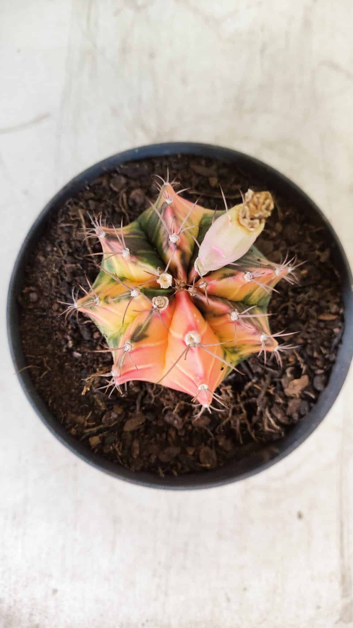 GYMNOCALYCIUM Mihanovichii Variegata Nº 496 – vaso 09