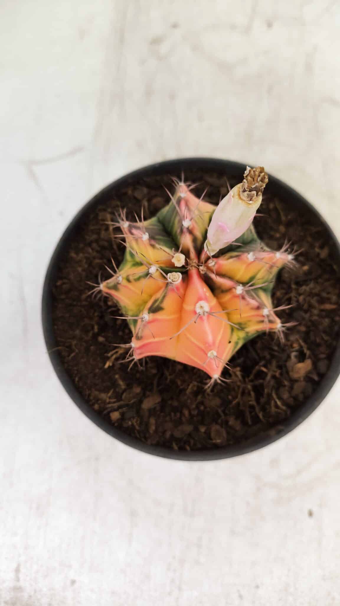 GYMNOCALYCIUM Mihanovichii Variegata Nº 496 – vaso 09