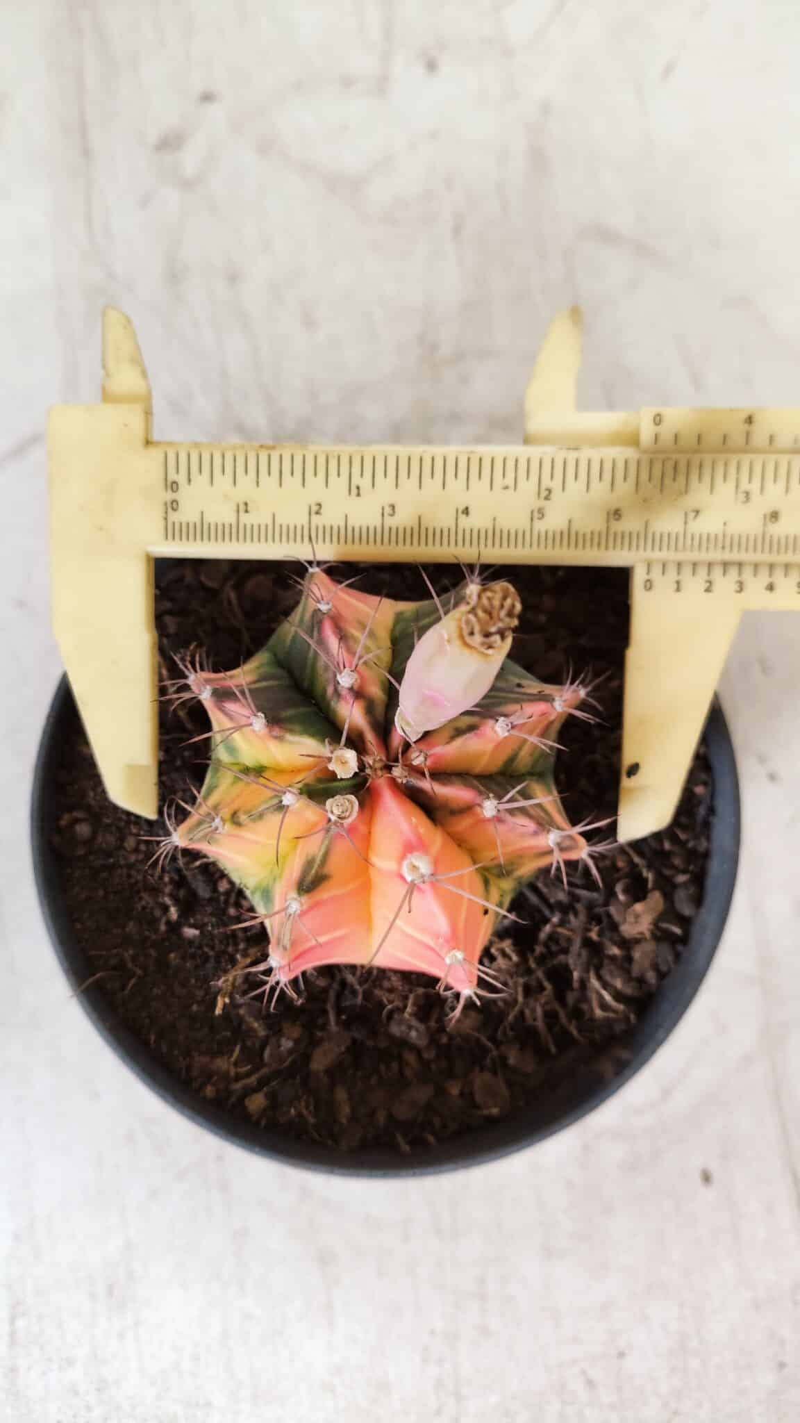 GYMNOCALYCIUM Mihanovichii Variegata Nº 496 – vaso 09